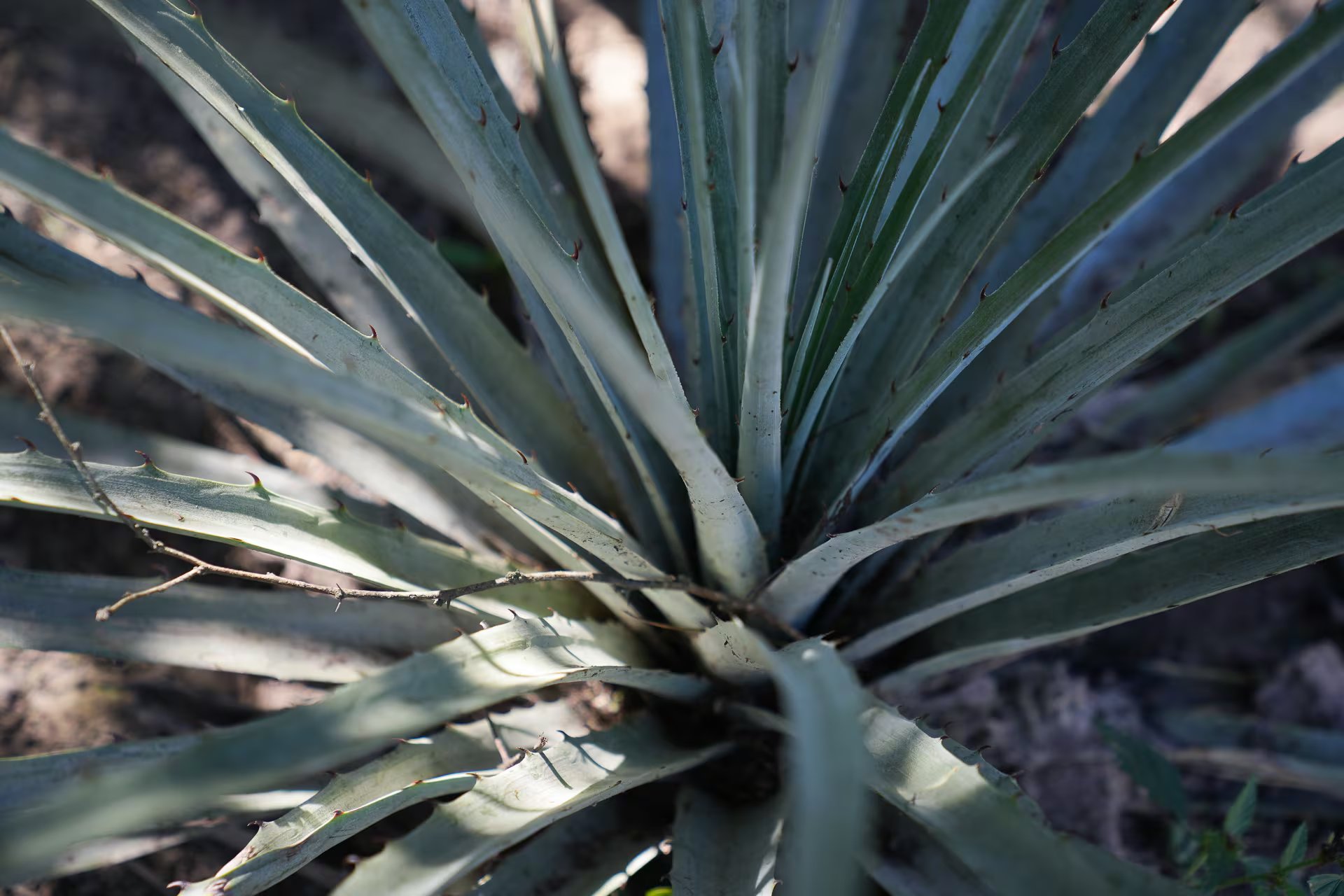 El chaguar del futuro debe asegurar sus plantaciones en otros lugares alrededor del monte salteño. Esto da esperanza a la comunidad wichí para mantener sus artesanías tan características que sostienen su economía 
