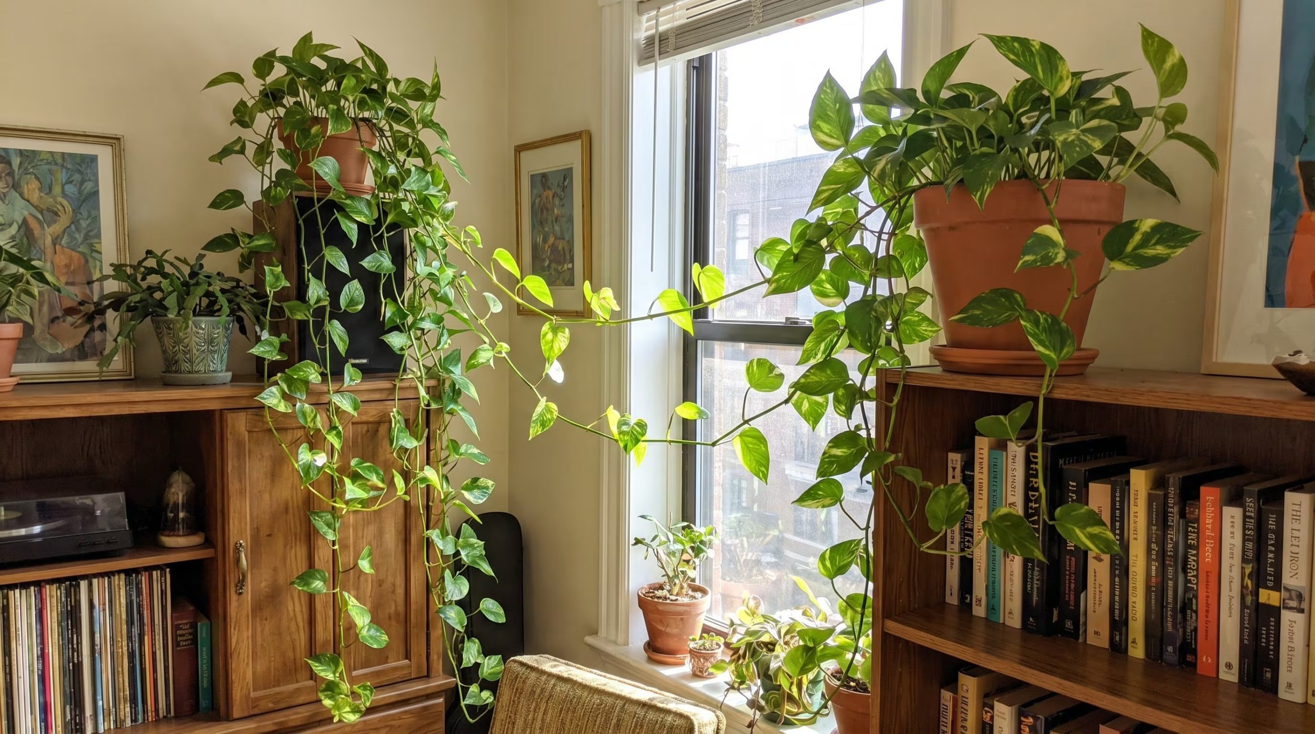 El pothos contiene cristales de oxalato de calcio que irritan la boca y el tubo digestivo. (Imagen Ilustrativa Infobae)