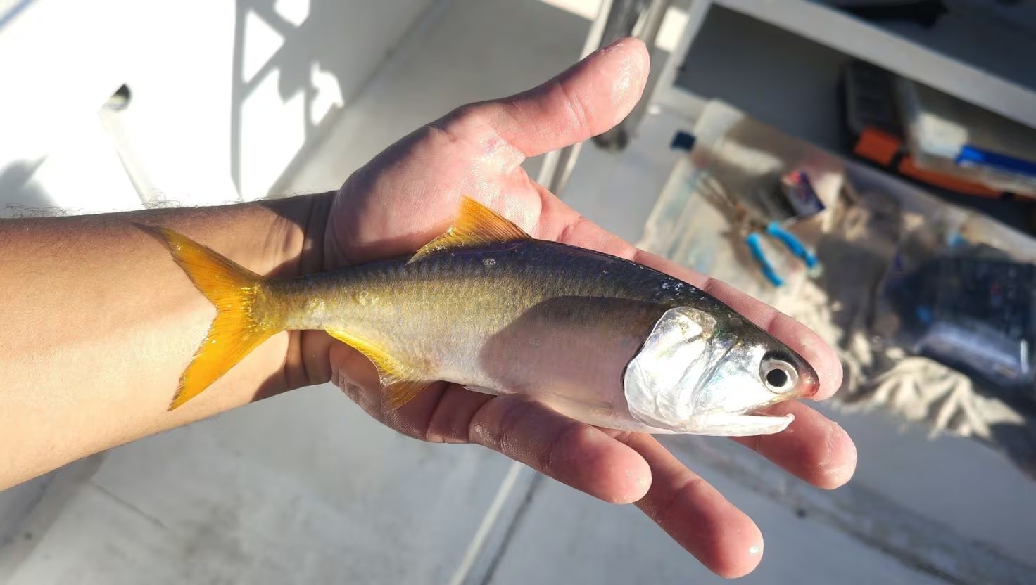 El IMARPE sostuvo que El Niño Costero favorece la presencia de recursos hidrobiológicos no habituales en la pesca tradicional del mar peruano.

