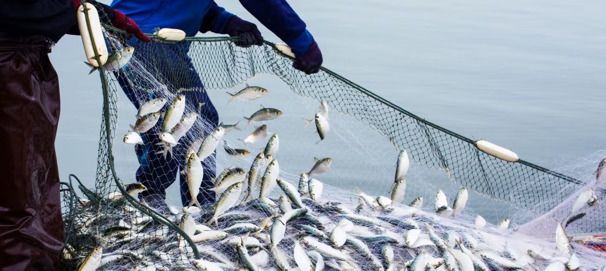 El régimen autoriza la extracción de Anchovia macrolepidota y permite participar a embarcaciones con permiso vigente y capacidad de bodega de hasta 32,6 m³.

