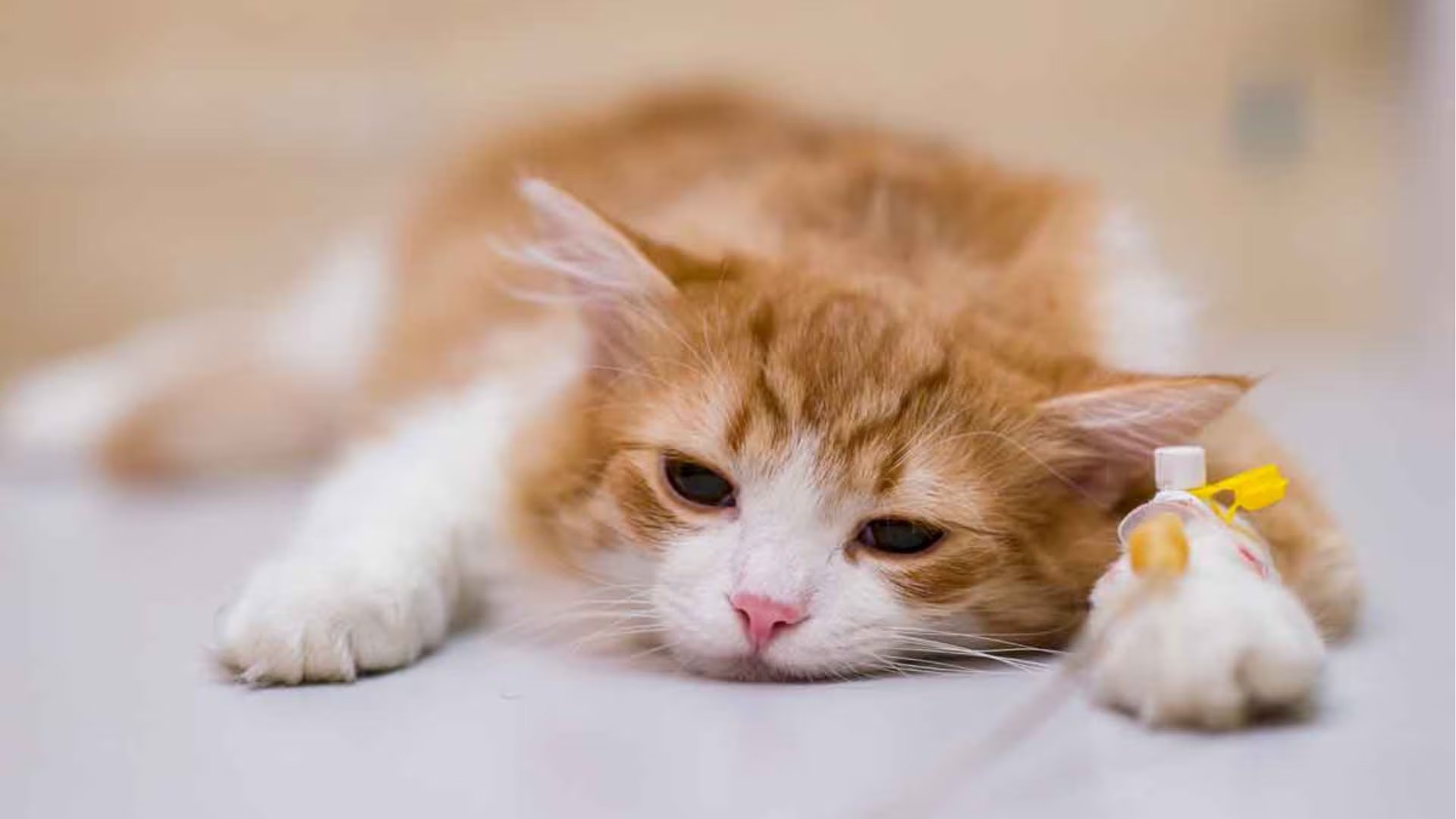 Alerta en Perú por “COVID de los gatos”: veterinaria explica cómo proteger a tu mascota. (Foto: Difusión)