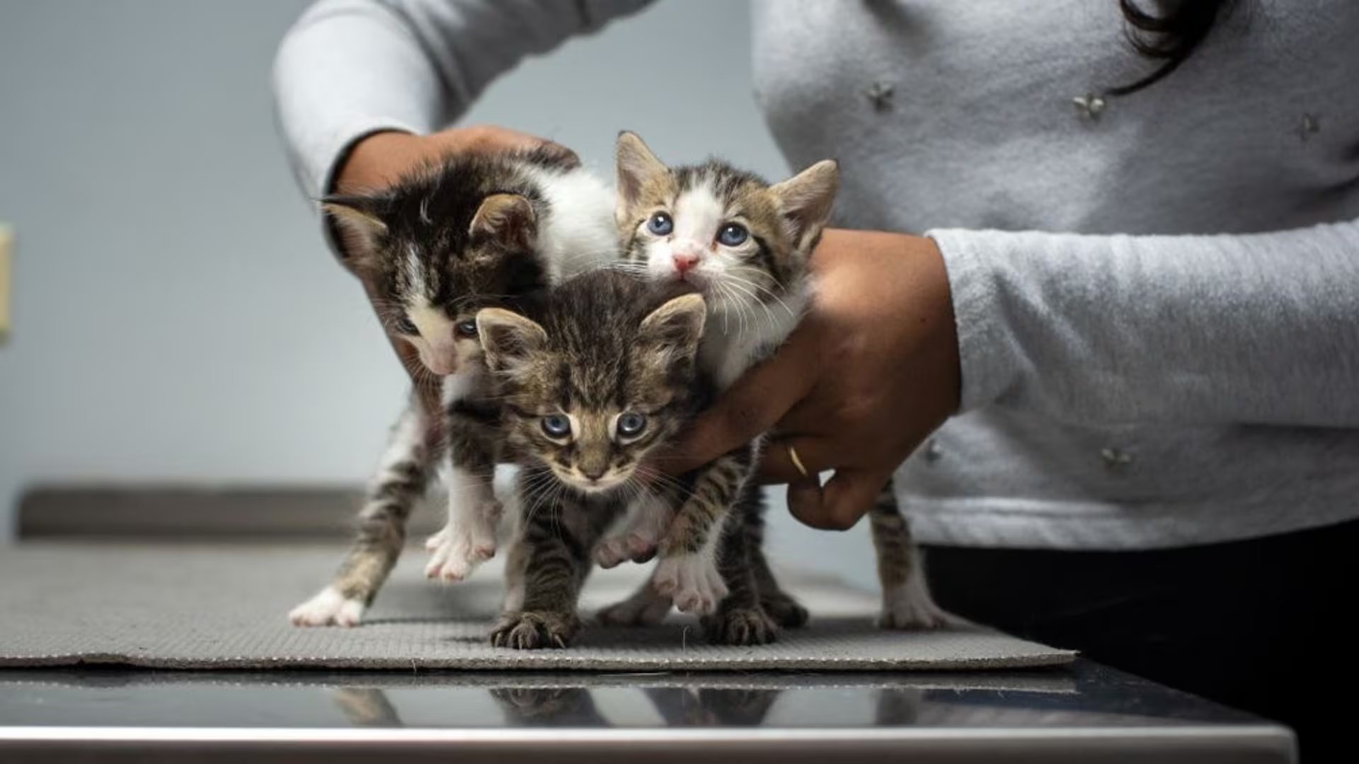 Una persona sostiene a tres gatitos en un consultorio veterinario, ilustrando la importancia del control preventivo en la salud felina temprana.