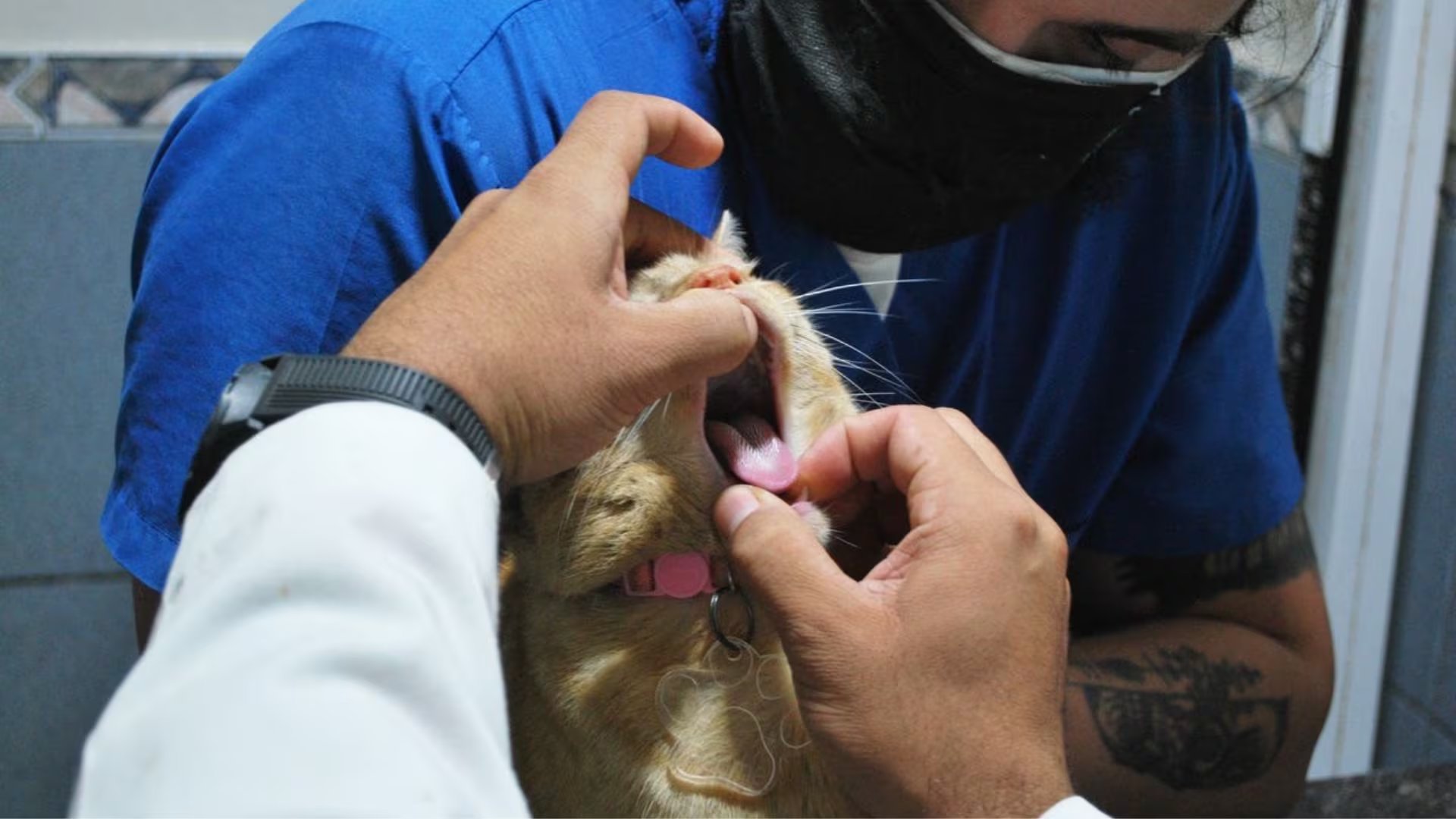 Un veterinario realiza una revisión bucal a un gato atigrado, un procedimiento fundamental para la detección temprana de enfermedades felinas.
