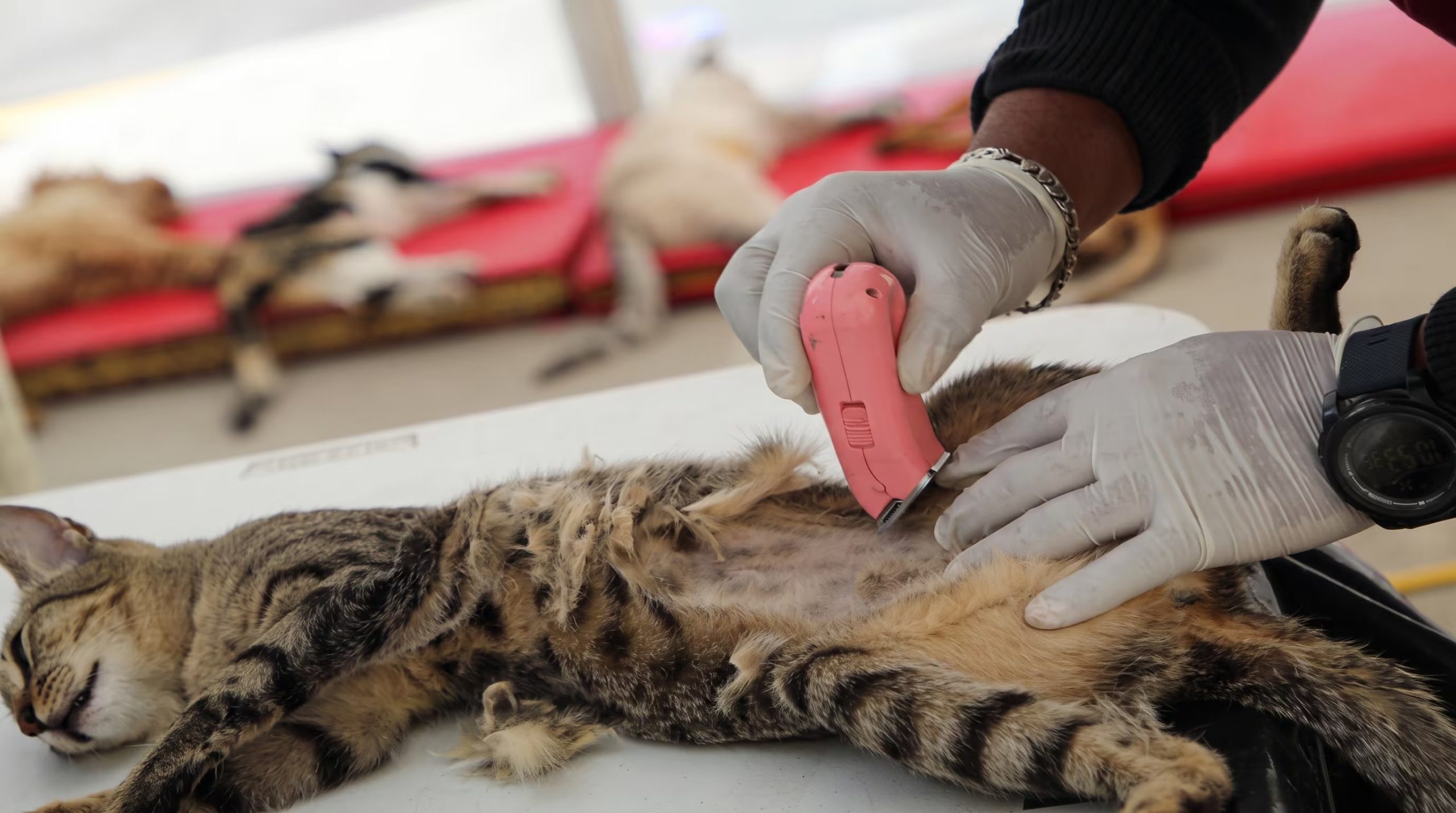 Un técnico veterinario rasura el abdomen de un gato atigrado, probablemente en preparación para una cirugía de esterilización, un procedimiento clave en el cuidado preventivo felino.
