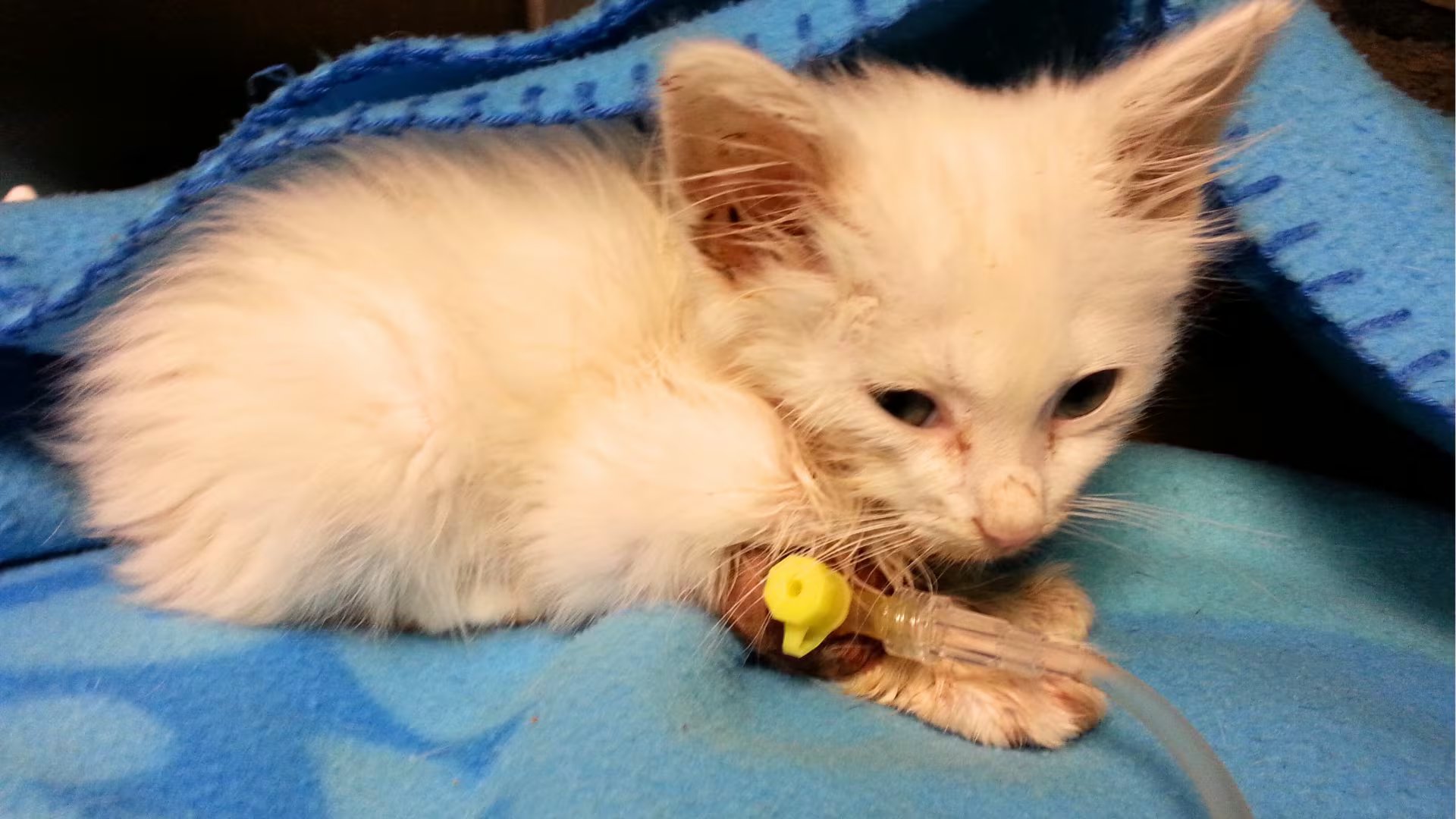 Virus mortal afecta a gatos jóvenes: veterinaria detalla síntomas y prevención. (Foto: Difusión)