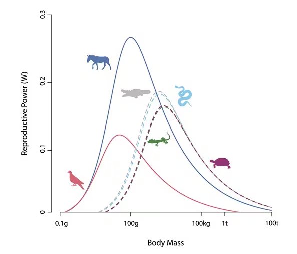 En los mamíferos, los investigadores revisaron 4.062 especies para evaluar la dimensión óptima (Crédito: Gentileza, estudio El poder explicativo de los modelos de aptitud energética en amniotas vivos y dinosaurios no aviares extintos, publicado en Evolution)