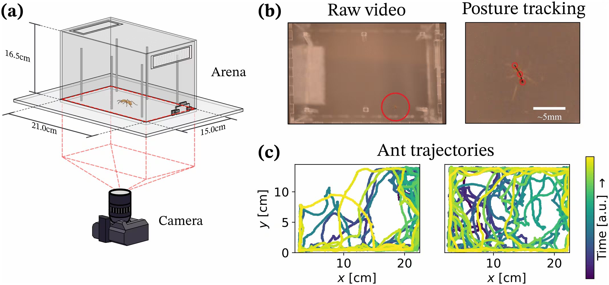 Una investigación del Instituto de Ciencia y Tecnología de Okinawa analizó más de 100 hormigas Anoplolepis gracilipes para estudiar su desplazamiento individual en laboratorio (Gentileza, estudio Modelado estocástico de la locomoción de la hormiga de patas largas A. gracilipes en experimentos de laboratorio, publicado en PLOS Computational Biology)