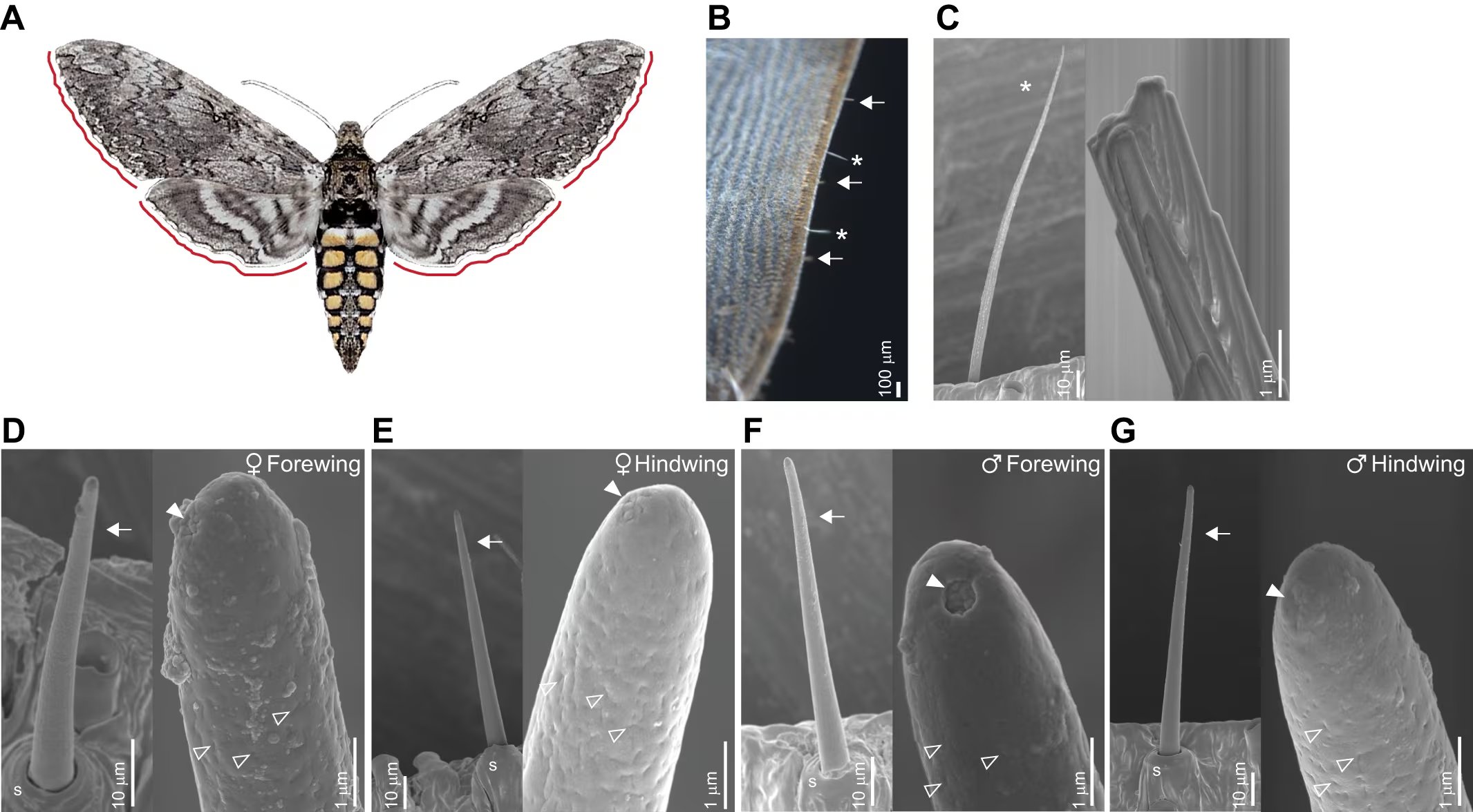 Un estudio identificó que las alas de la polilla esfinge del tabaco pueden detectar compuestos químicos en el aire (Gentileza, estudio Narices en pleno vuelo: la capacidad olfativa de las alas de las polillas esfinge, publicado en Journal of Experimental Biology)