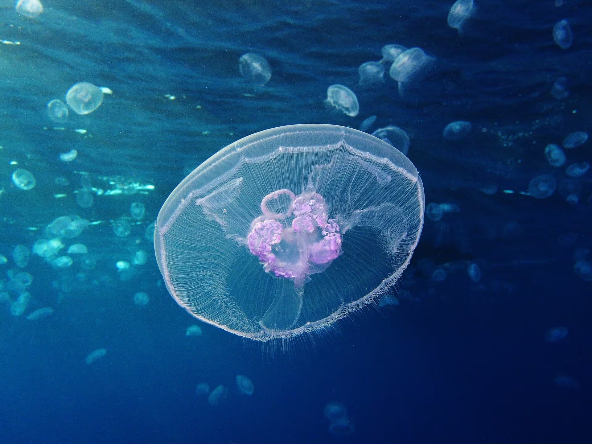 Medusa luna (Aurelia aurita) en el mar Rojo (Egipto). (Alexander Vasenin/Wikimedia Commons)