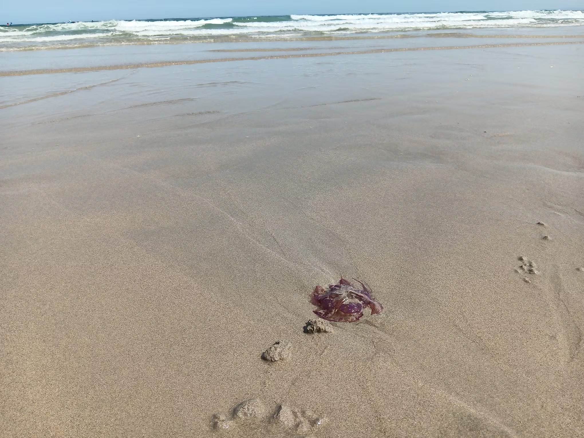 Ejemplar de medusa recogido en la arena de la Praia de Razo, en Carballo. (Europa Press)