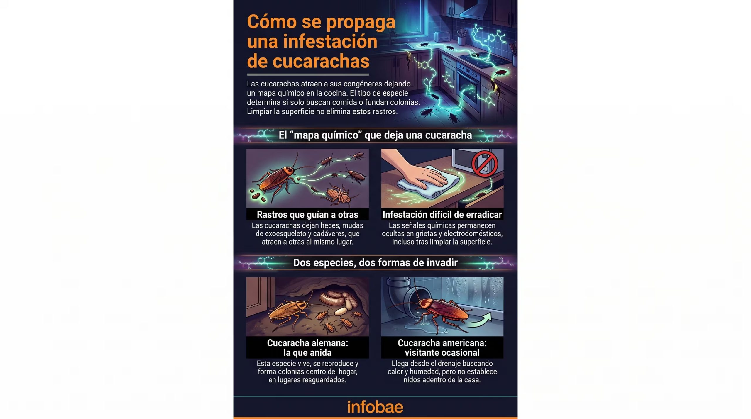 La infografía detalla la propagación de las infestaciones de cucarachas en el hogar, señalando el mapa químico que las atrae y las características de las especies alemana y americana. (Imagen Ilustrativa Infobae)