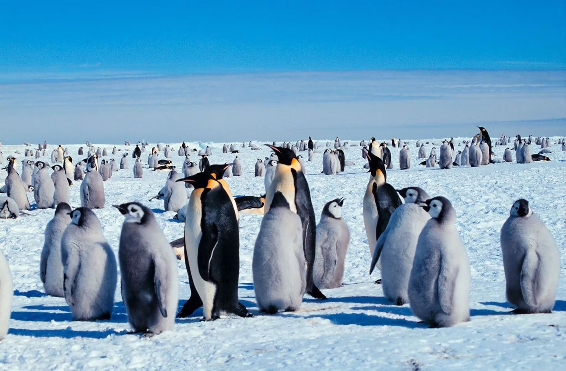 Las imágenes satelitales de Landsat de la NASA y del Servicio Geológico de Estados Unidos revelaron que varias colonias de pingüinos emperador existen desde hace décadas en la Antártida (Michael Van Woert, NOAA NESDIS, ORA)