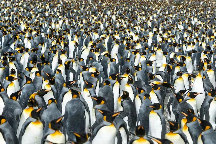 Los investigadores identificaron colonias de pingüinos emperador a partir de manchas de guano registradas por satélites Landsat en la Antártida desde la década de 1980 (Magnific)
