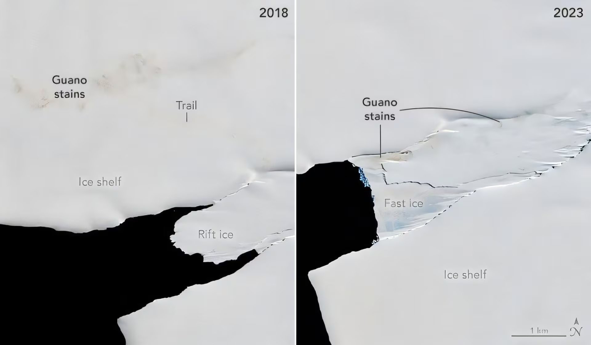 La colonia de Isla Smyley, en el mar de Bellingshausen, tiene presencia confirmada desde 1989 y suma unos 6.000 pingüinos emperador (Observatorio Terrestre de la NASA/Michala Garrison)