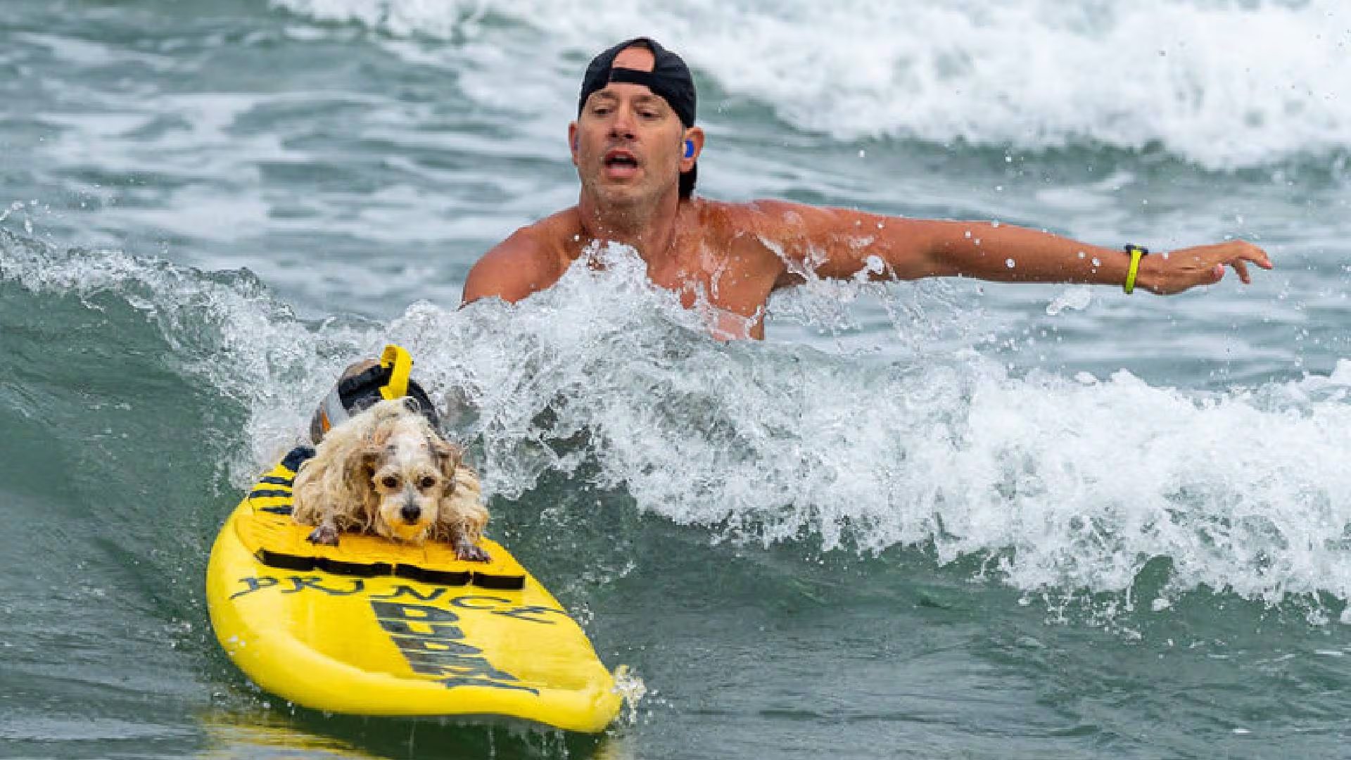 Bradley Cooper ganó la categoría de perros pequeños, Iza se impuso en medianos y Rippin Rosie venció en grandes y extragrandes en el Campeonato Mundial de Surf Canino (Surf Dog Championships)