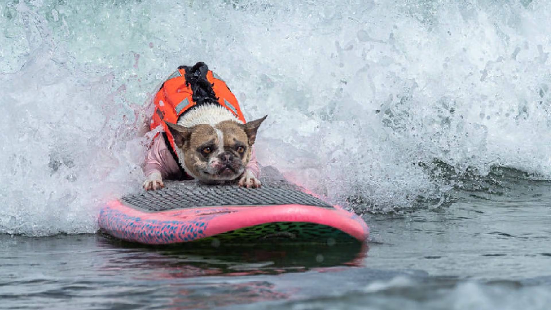 La competencia de surf canino se organizó en categorías de perros pequeños, medianos, grandes y extragrandes, con una evaluación basada en recorrido, ola, equilibrio, confianza y trucos (Surf Dog Championships)
