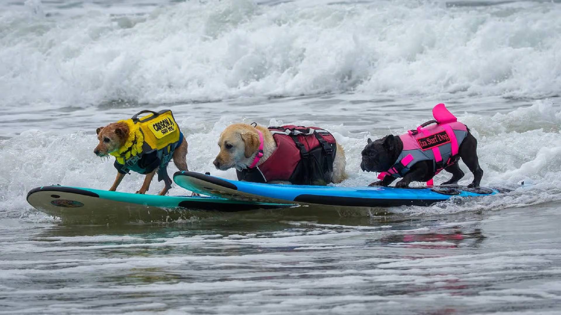 Tres perros equipados con chalecos salvavidas se deslizan sobre tablas de surf en medio de las olas del mar (World Dog Surfing )