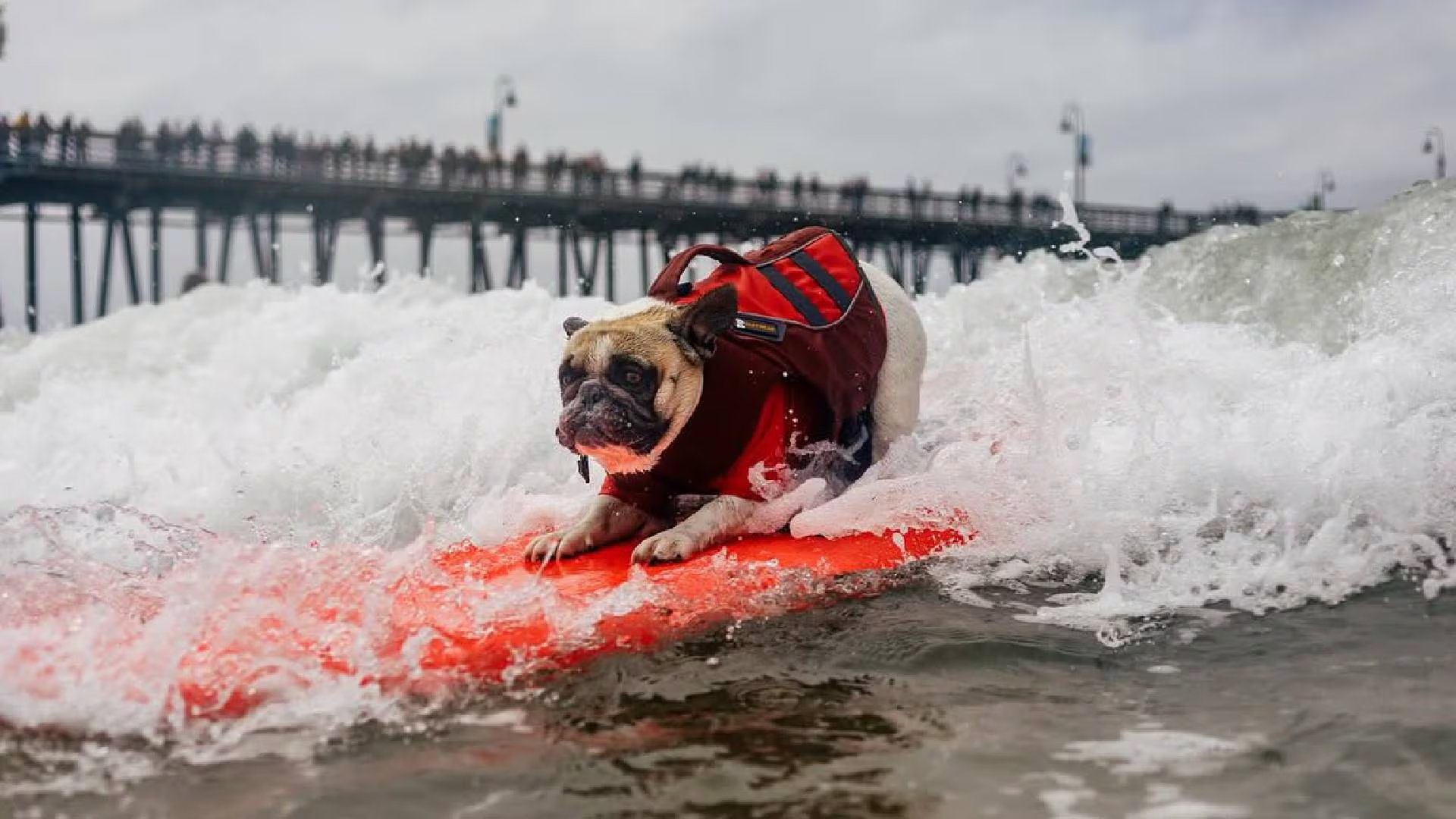 Un perro con chaleco salvavidas rojo y azul cabalga una ola sobre una tabla de surf naranja, con un muelle lleno de personas al fondo (World Dog Surfing )