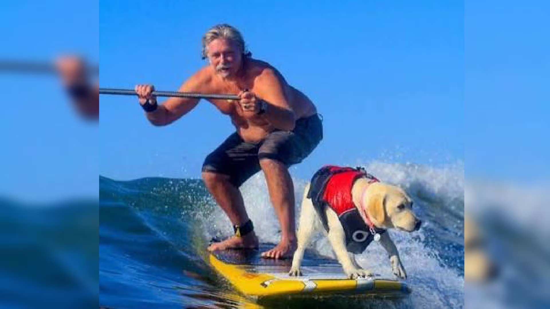 Un hombre y un perro labrador navegan una ola en una tabla de surf, con el animal equipado con un chaleco salvavidas. (World Dog Surfing )