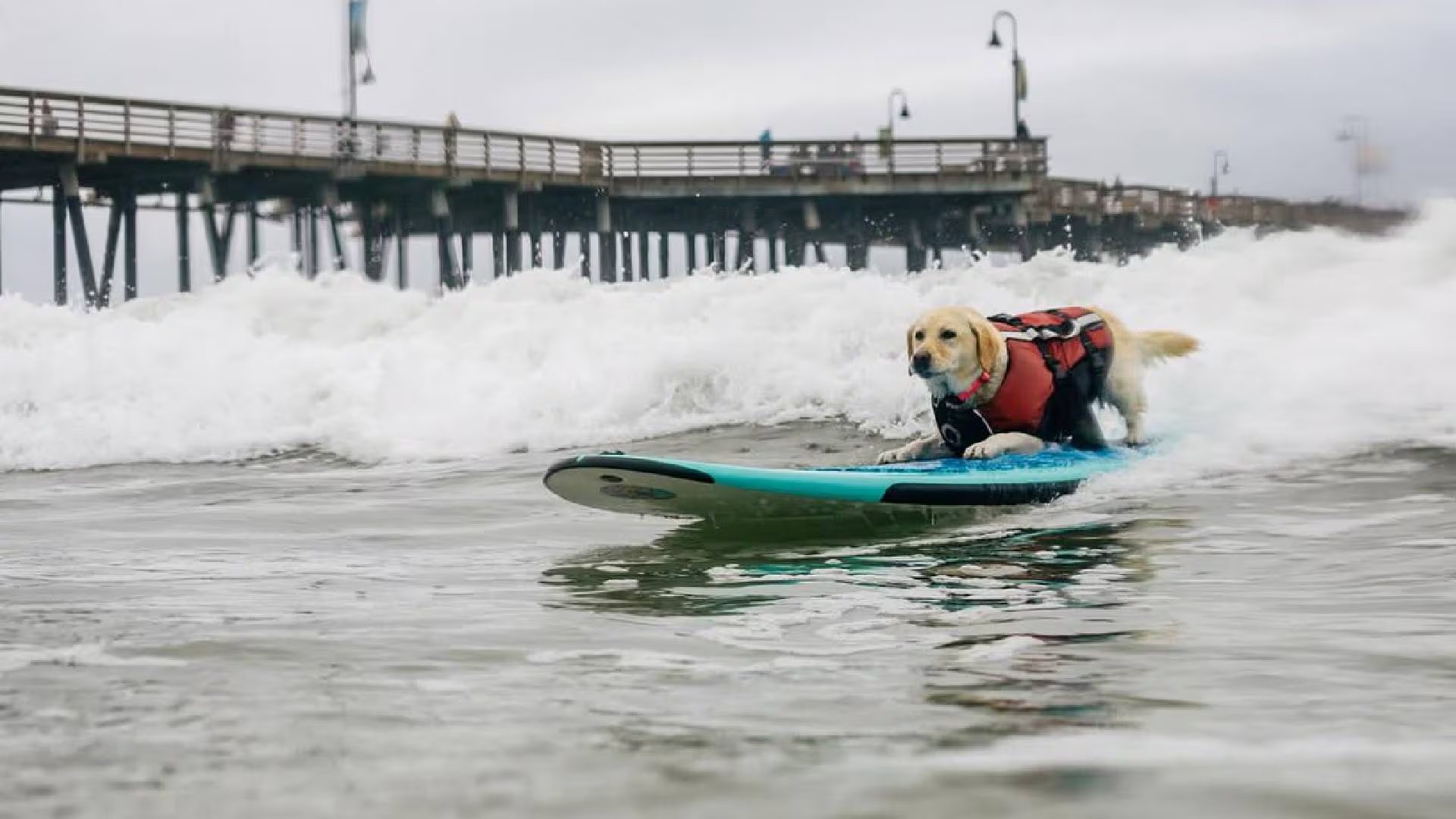 Un perro de raza Labrador con chaleco salvavidas surfea una ola sobre una tabla, mientras un muelle de madera se extiende en el fondo (World Dog Surfing )