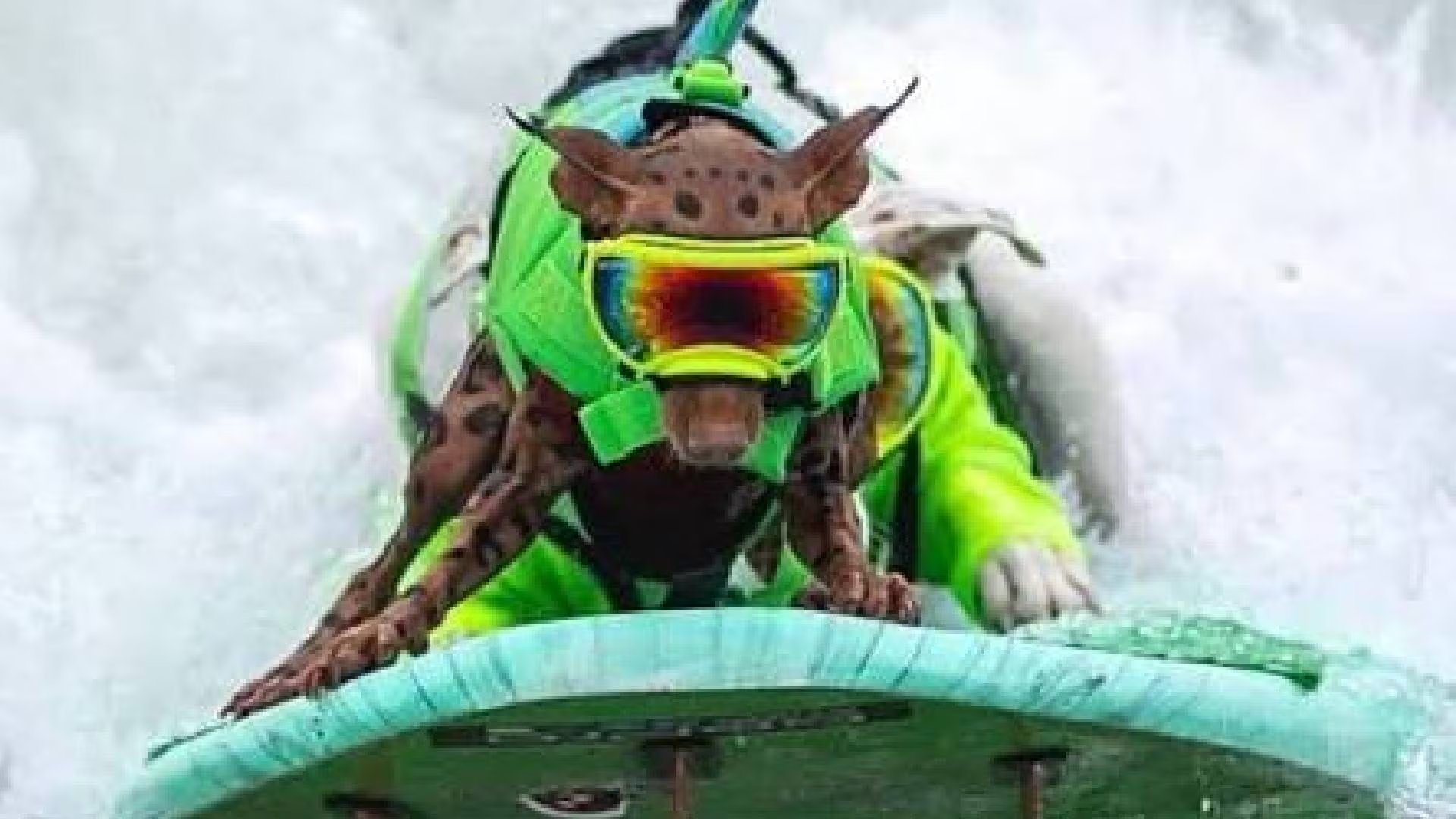 Rusty the Surfing Min Pin volvió a competir en Pacifica y su dueña Sophia Sadlowski contó que ambos superaron un diagnóstico de cáncer antes de seguir en el surf canino (World Dog Surfing)