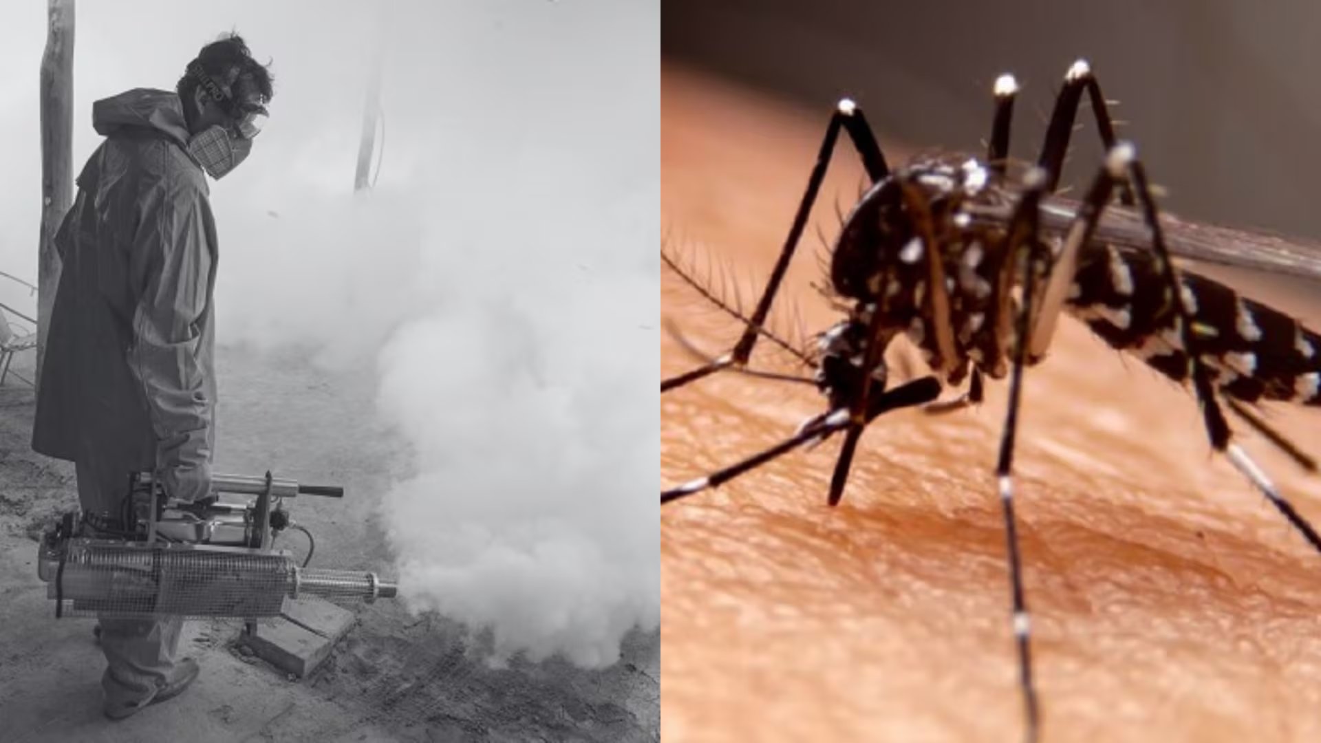 Investigación advierte que mosquito transmisor del dengue mutó genéticamente y desarrolló resistencia a fumigaciones. (Fotocomposición Infobae Perú (Marlon Carrasco)/Foto: Andina)