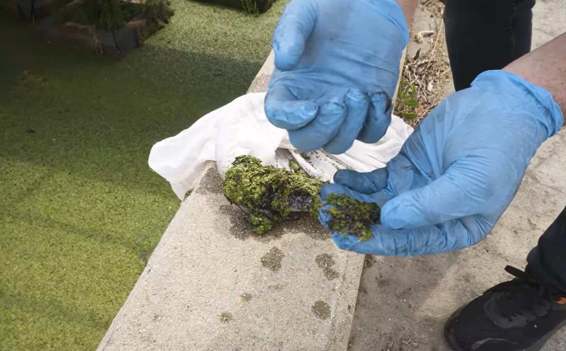 Los investigadores de la Universidad de Ciudad del Cabo lograron este año un riego seguro con filtración natural (Captura de video)