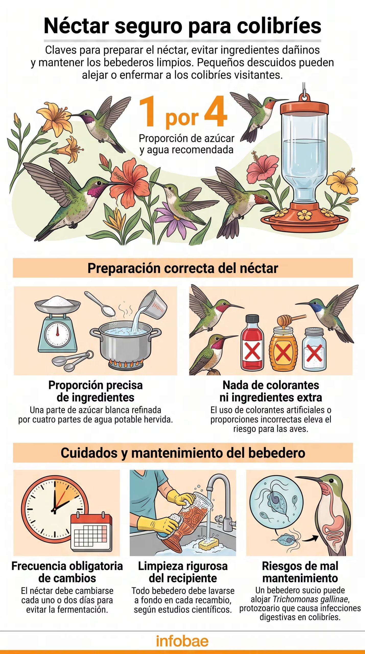 La infografía detalla las proporciones de néctar y los métodos de limpieza de bebederos para prevenir infecciones digestivas en colibríes. (Imagen Ilustrativa Infobae)
