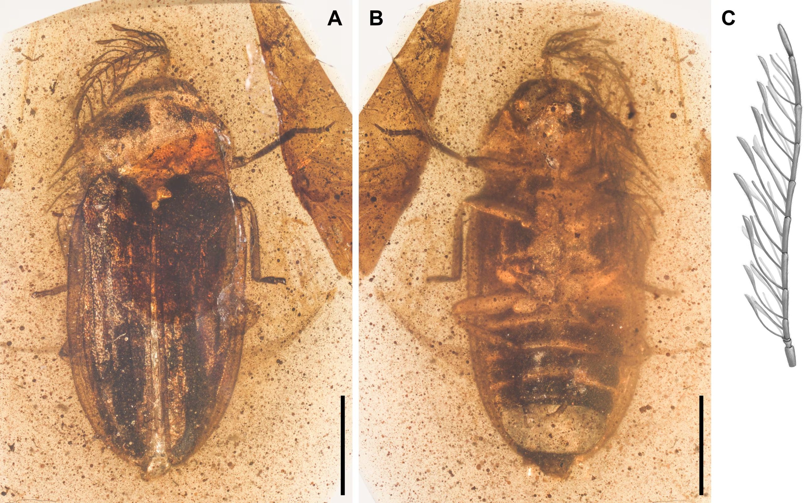 Un fósil en ámbar de Kachin, en Myanmar, permitió identificar a Icaroramus perisi, un pariente antiguo de las luciérnagas de hace unos 100 millones de años (Gentileza, estudio Un pariente de las luciérnagas que olía y brillaba: evidencia de sistemas de señalización complejos en los lampiroideos del Cretácico, publicado en Proceedings of the Royal Society B: Biological Sciences)