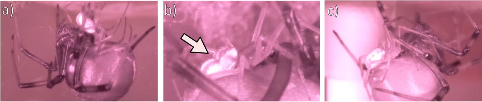 El macho de la araña espalda roja queda cerca de los colmillos de la hembra y puede aumentar su tiempo de apareamiento aunque enfrente canibalismo sexual (Gentileza, estudio Los experimentos de cruzamiento sugieren una base genética simple para los complejos fenotipos de autosacrificio masculino en las arañas viudas, publicado en Biology Letters)