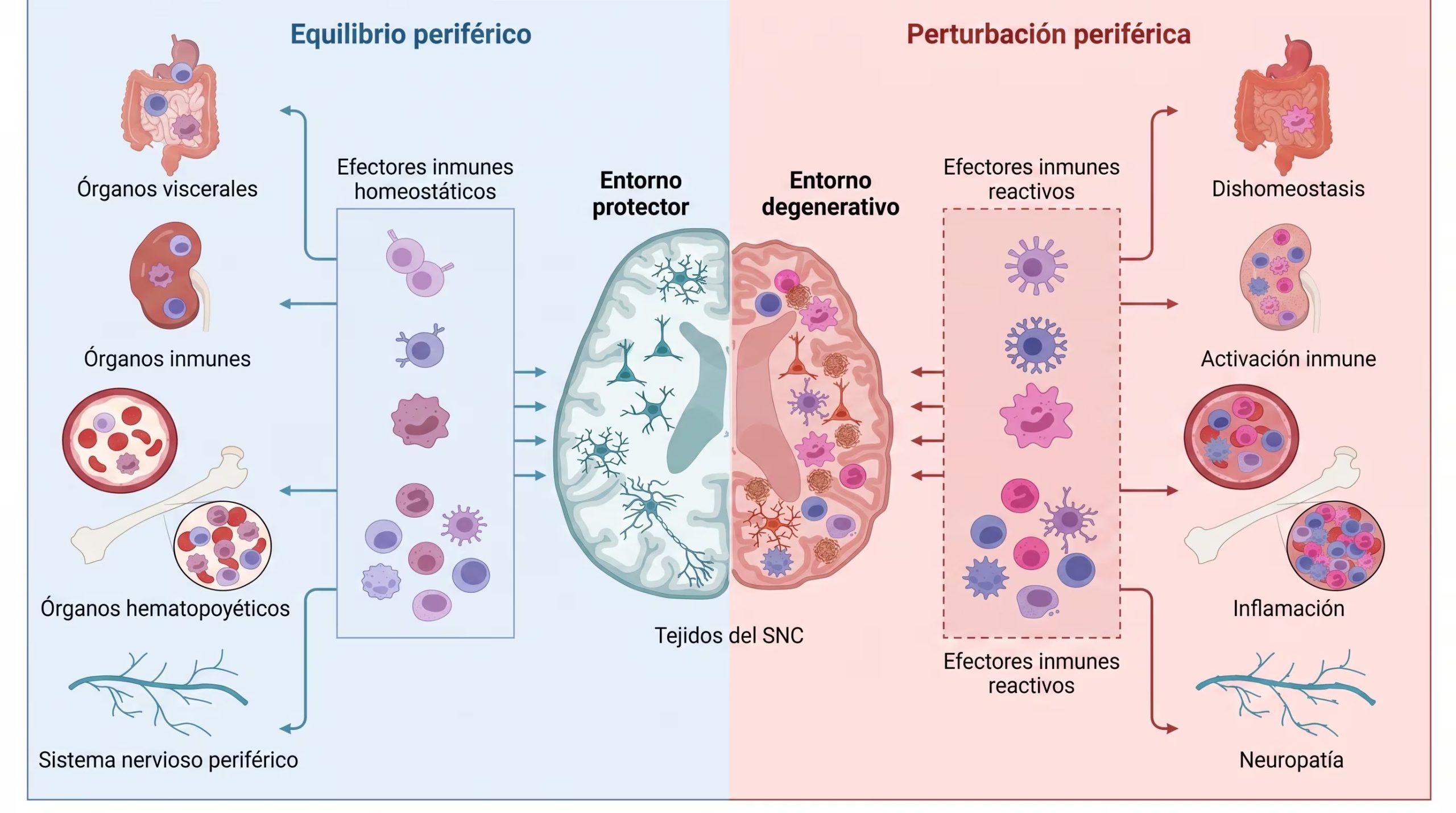 Una infografía compara el equilibrio y la perturbación periférica, señalando cómo influyen en la homeostasis, la activación inmune, la inflamación y en el entorno protector o degenerativo del sistema nervioso central. (Imagen Ilustrativa Infobae)