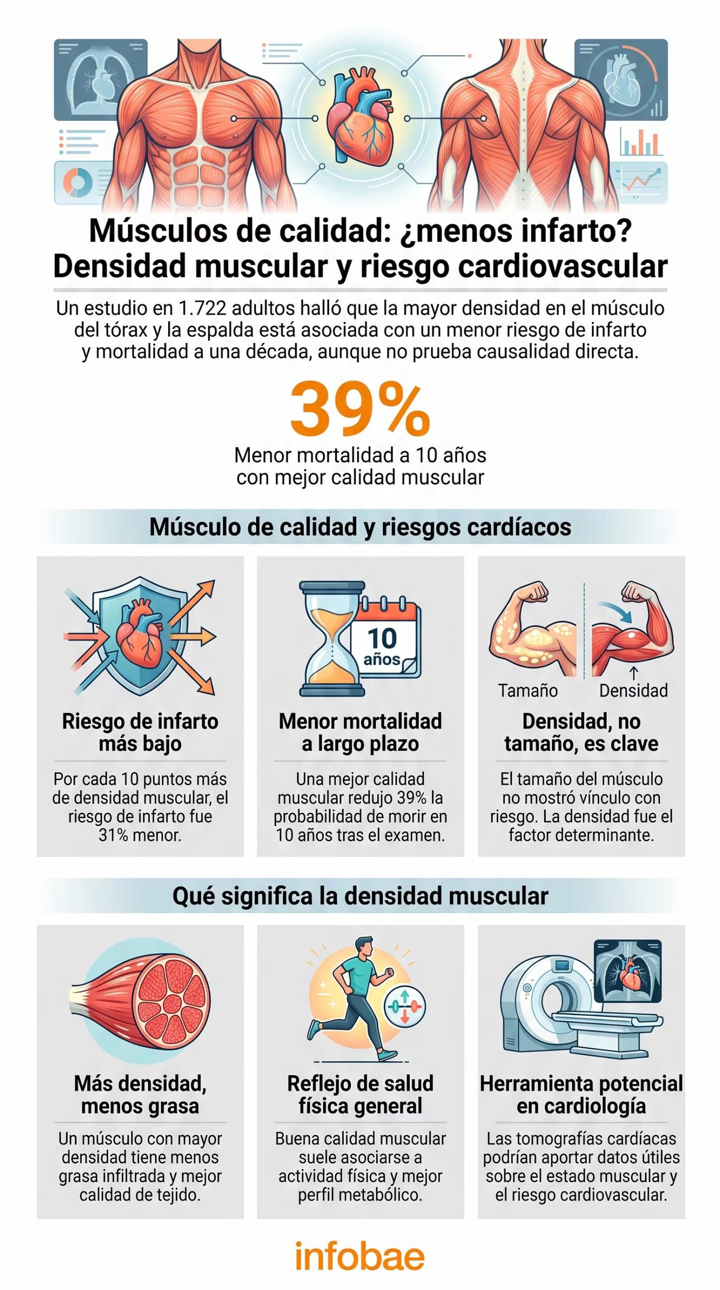 Un estudio en 1.722 adultos señala que una mayor densidad muscular en tórax y espalda se asocia con un menor riesgo de infarto y mortalidad a diez años, según datos de Infobae (Imagen Ilustrativa Infobae)