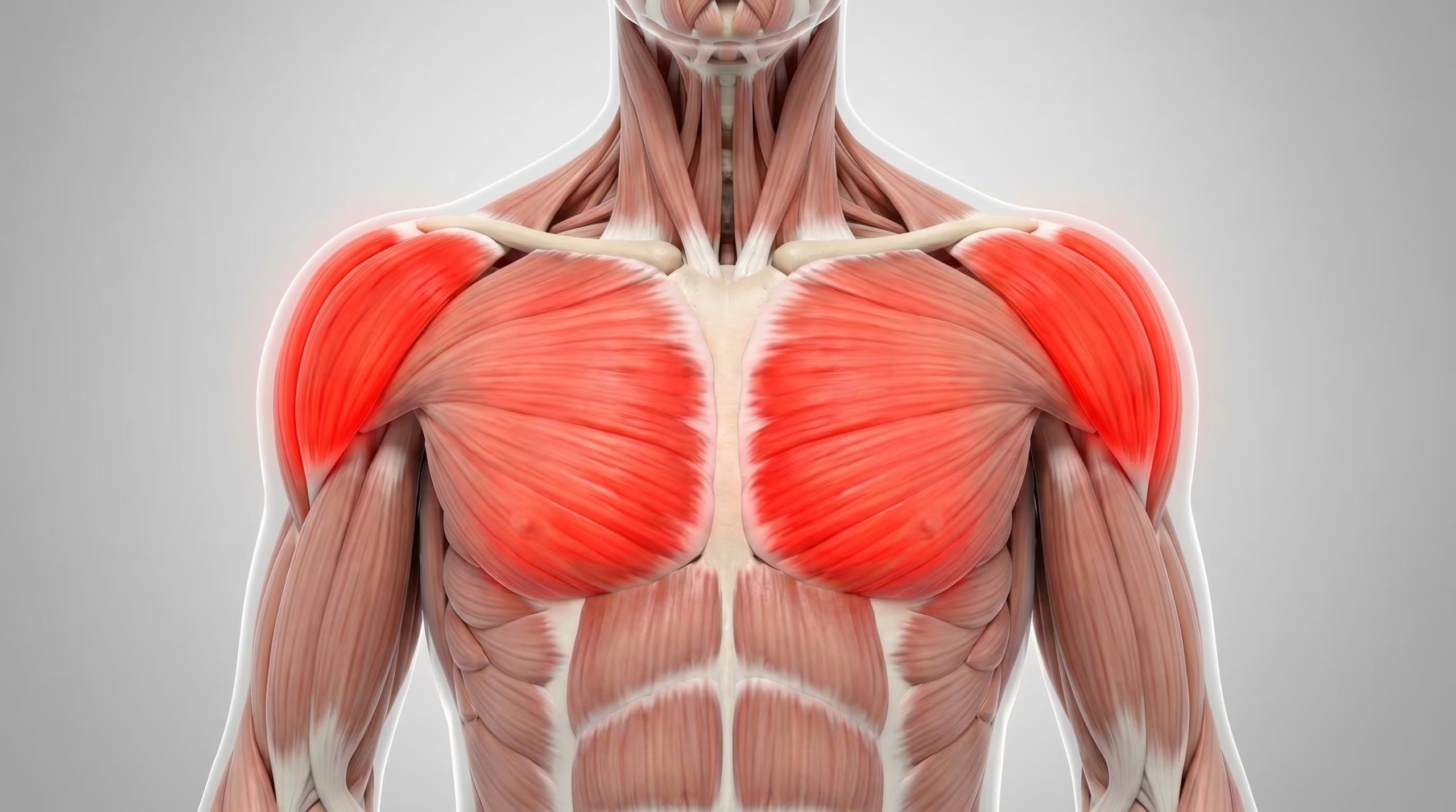 La composición del tejido muscular del pecho y la espalda se asoció con menos ataques cardíacos (Imagen Ilustrativa Infobae)