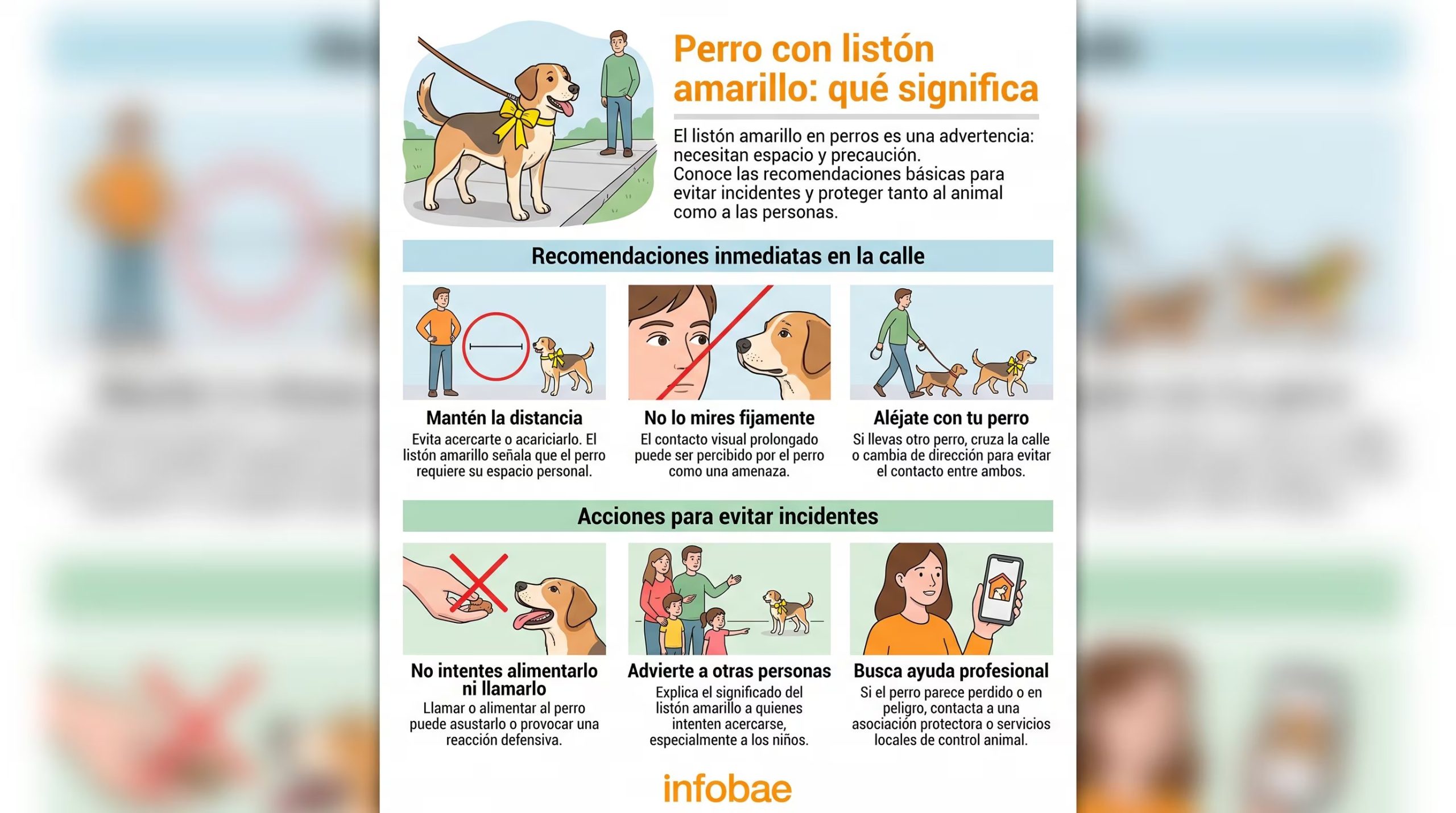 Una infografía de Infobae muestra las recomendaciones para interactuar con perros que llevan un listón amarillo, una señal de que necesitan espacio y precaución en la calle. (Imagen Ilustrativa Infobae)