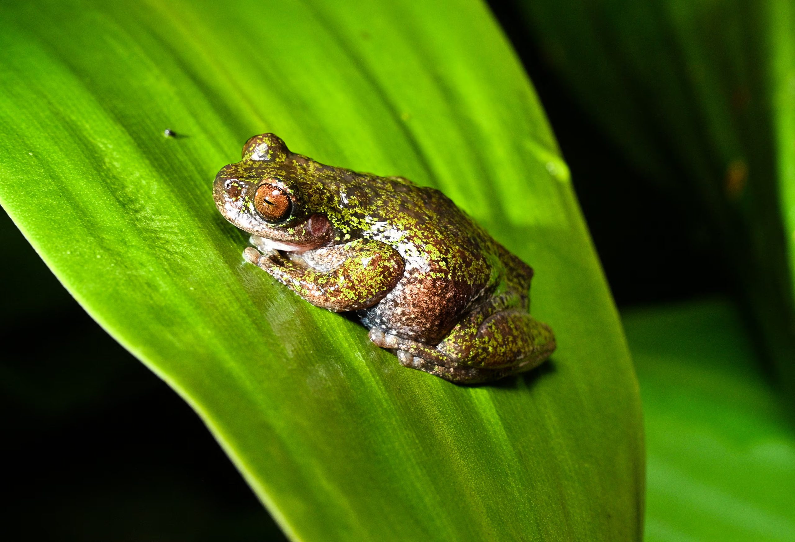Esta especie presenta otra peculiaridad: los machos tienen una garganta translúcida que se infla con su canto corto y agudo. (Infobae Centroamérica/ Ezequiel BECERRA / AFP)