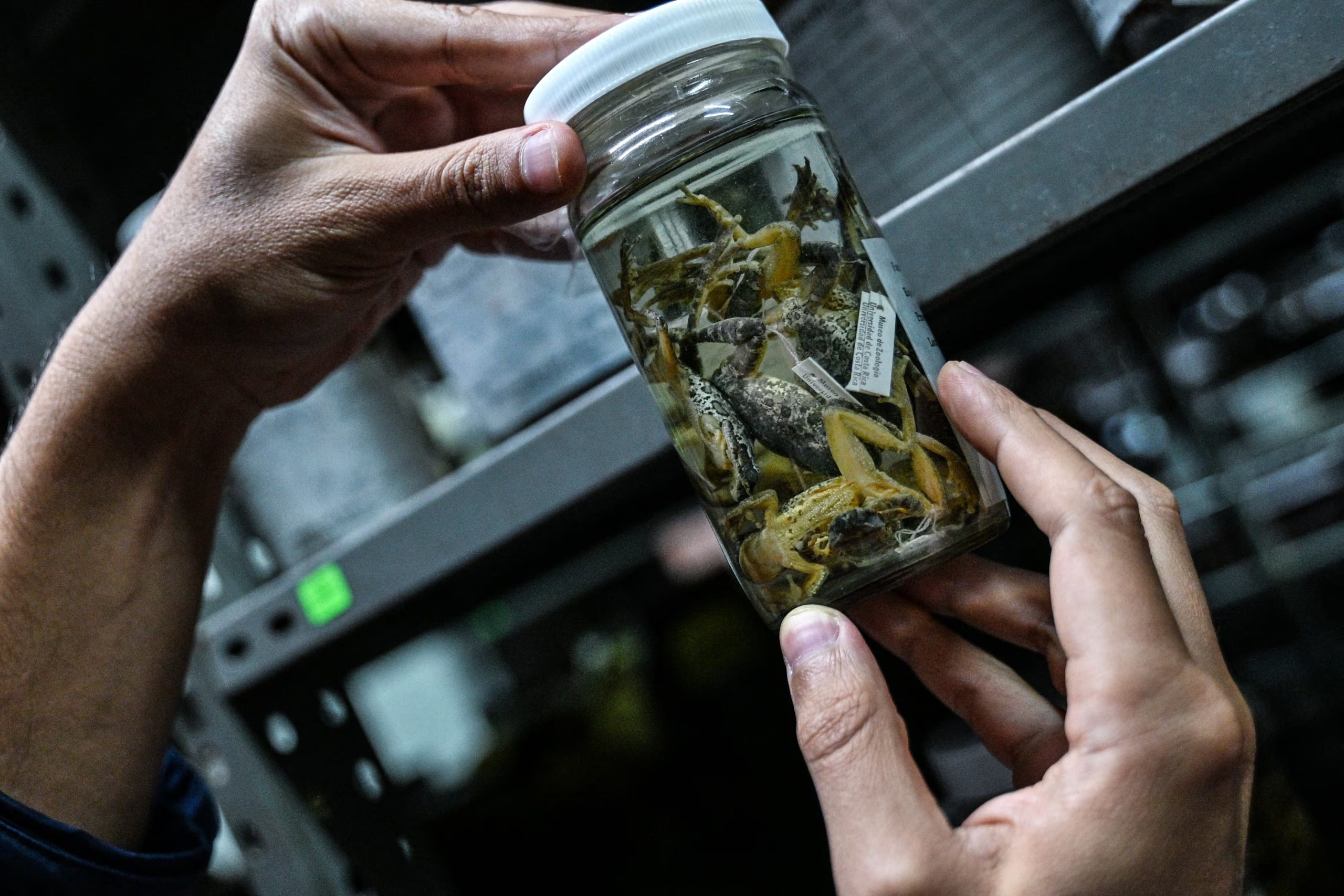 No obstante, los especialistas advierten que el idílico ecosistema cafetero puede representar también un riesgo para estos pequeños anfibios por la utilización de pesticidas para proteger los cafetales, si bien aún no hay estudios que lo certifiquen. (Infobae Centroamérica/ Ezequiel BECERRA / AFP)
