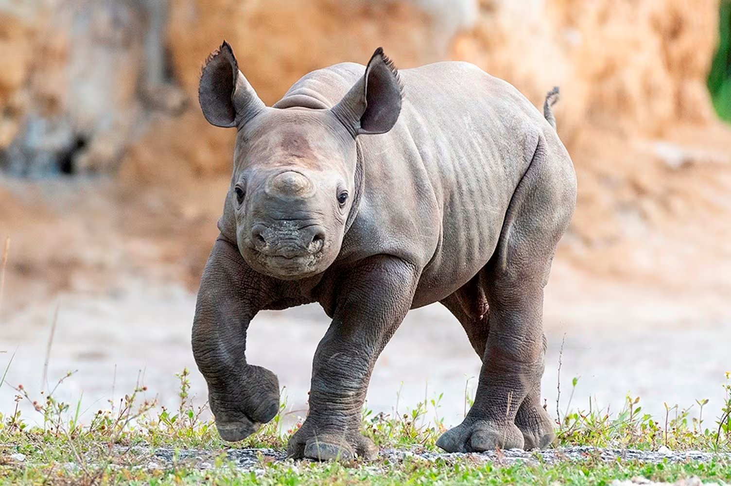 ZimParks impulsó la Operation Stronghold en los años ochenta para rescatar rinocerontes negros, sedarlos y trasladarlos a zonas protegidas y ranchos privados (EFE/Ron Magill/Zoo Miami)