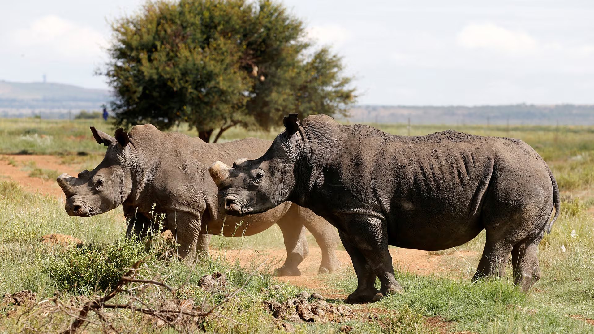 El comercio ilegal de cuernos de rinoceronte mantiene al rinoceronte negro en peligro crítico, con una población estimada de 6.788 individuos en África (REUTERS/Siphiwe Sibeko)