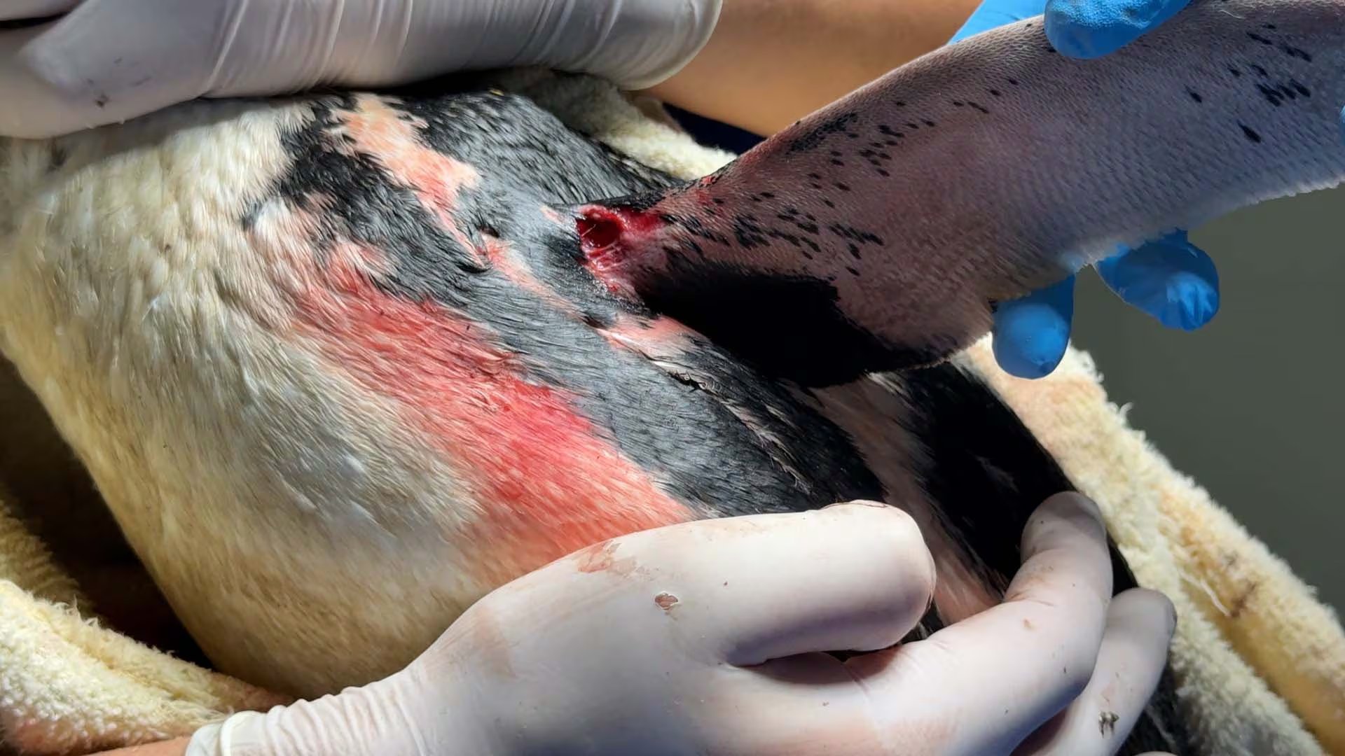 Cuatro pingüinos magallánicos quedaron atrapados en redes de pesca artesanal y llegaron al centro de rescate con heridas superficiales. (Fundación Mundo Marino)