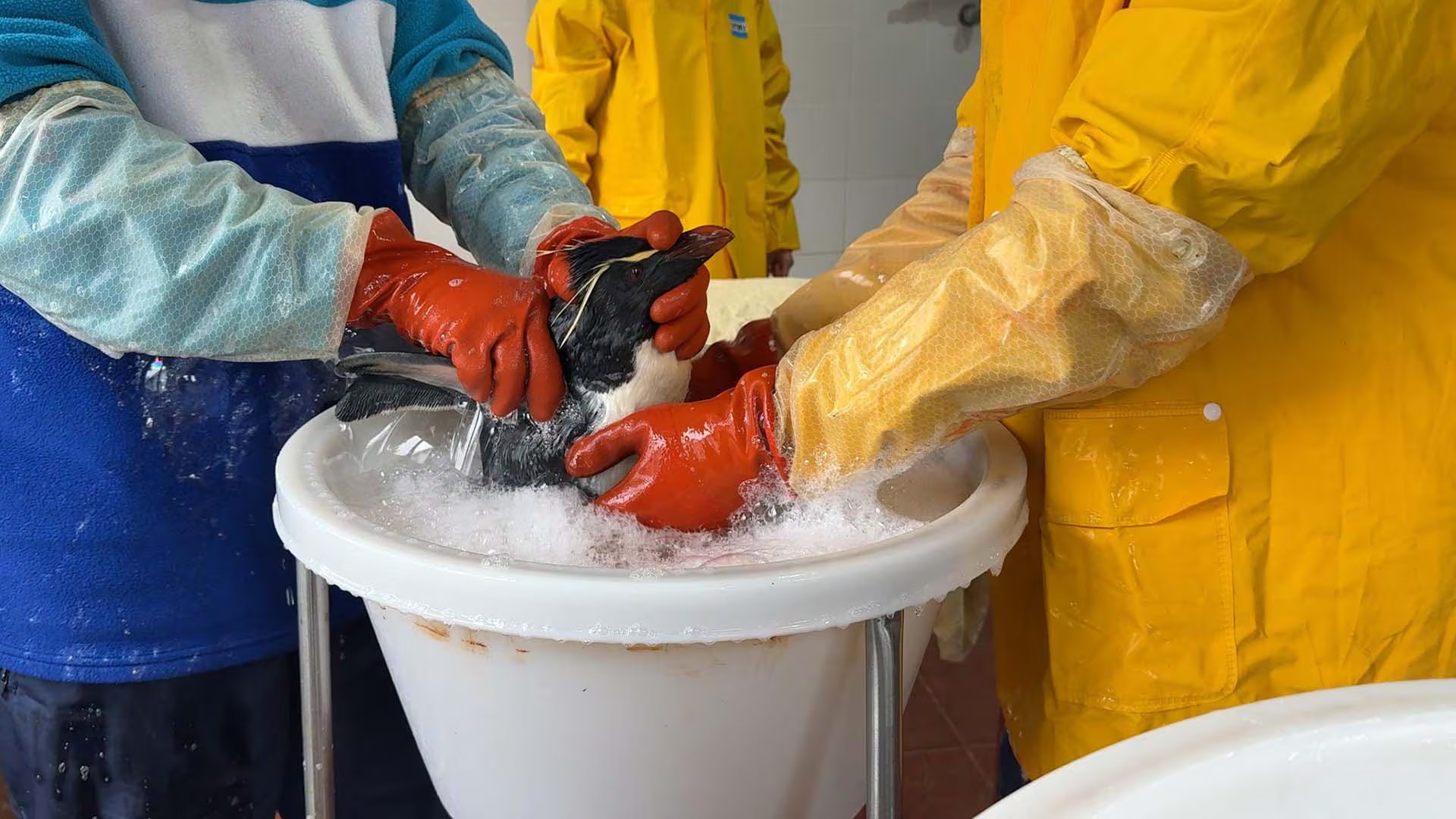 El petróleo en el plumaje puede intoxicar al pingüino y altera la impermeabilidad que le permite repeler el agua y conservar el calor corporal (Fundación Mundo Marino)