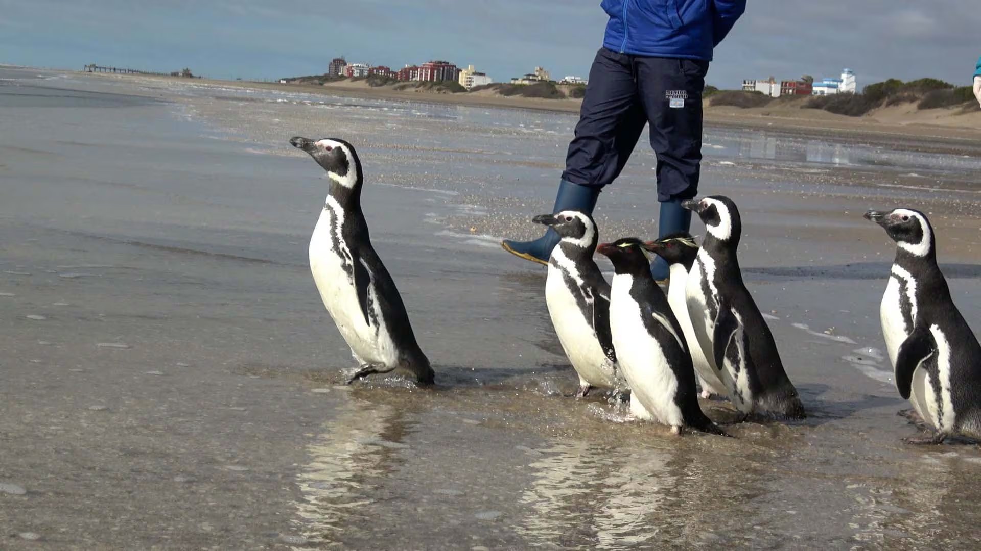 La liberación de pingüinos se realiza en grupo porque son animales gregarios, y este fue el segundo grupo devuelto al mar por la fundación en 2026 (Fundación Mundo Marino)