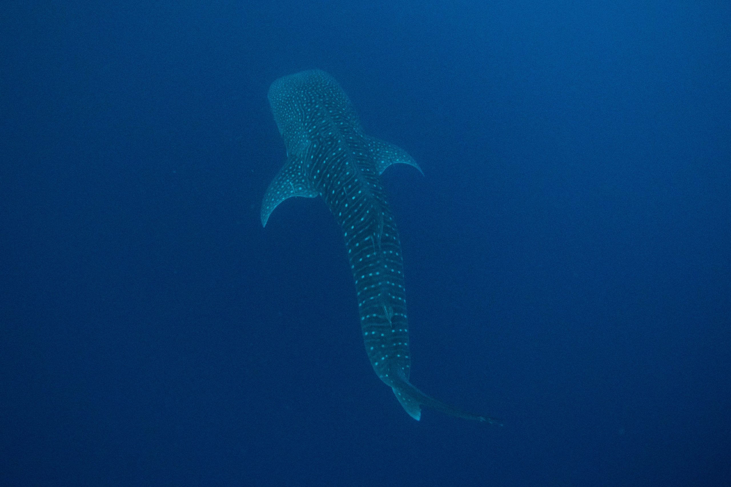 A pesar de su nombre, el tiburón ballena no es una ballena, es un tiburón cartilaginoso y se alimenta por filtración (REUTERS/Jorge Silva)