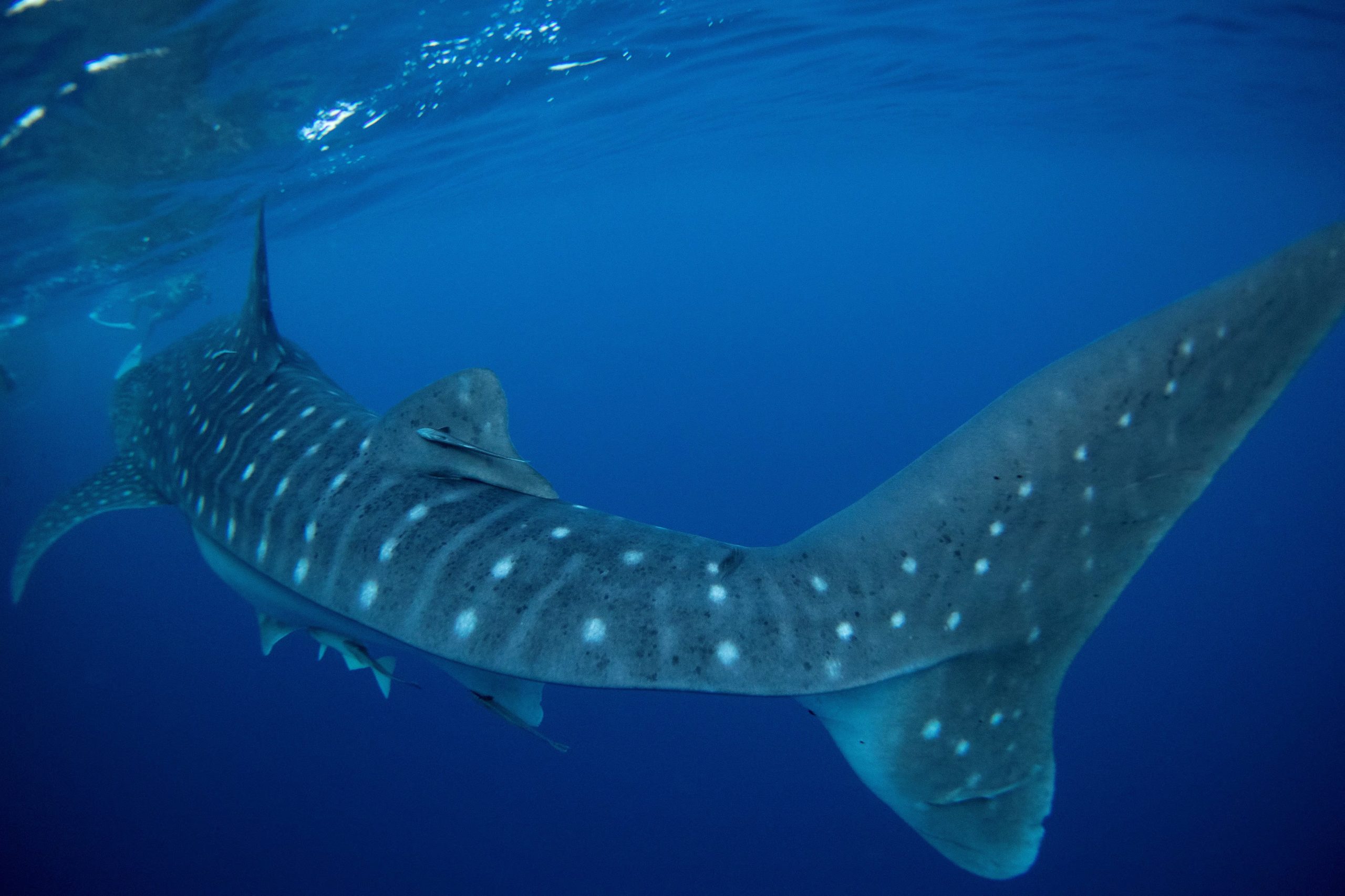 Cada tiburón ballena tiene un patrón único de líneas y manchas, esto permite la identificación individual sin técnicas invasivas (REUTERS/Jorge Silva)