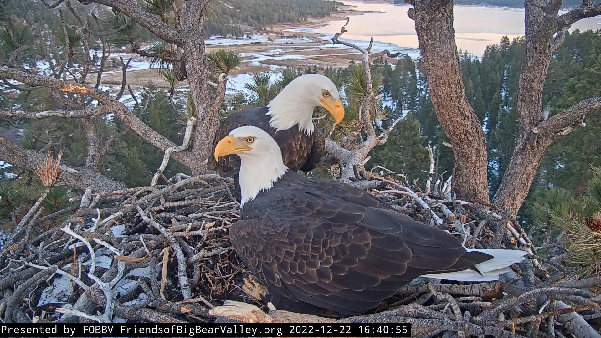 La transmisión en directo del nido en Big Bear Valley convirtió a Jackie y Shadow en un fenómeno global de observación de vida silvestre (Facebook Friends of Big Bear Valley and Big Bear Eagle Nest Cam/Archivo)