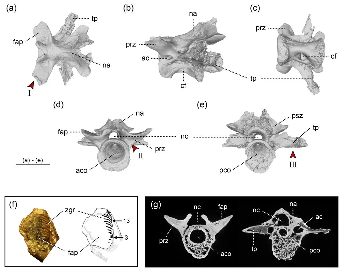 El análisis de la familia Cryptobranchidae determinó que la vértebra media del tronco fue la evidencia clave para reconocer un taxón desconocido (Gentileza, estudio Un nuevo género de salamandra gigante (Urodela, Cryptobranchidae) del Plioceno de Japón, publicado en PeerJ)