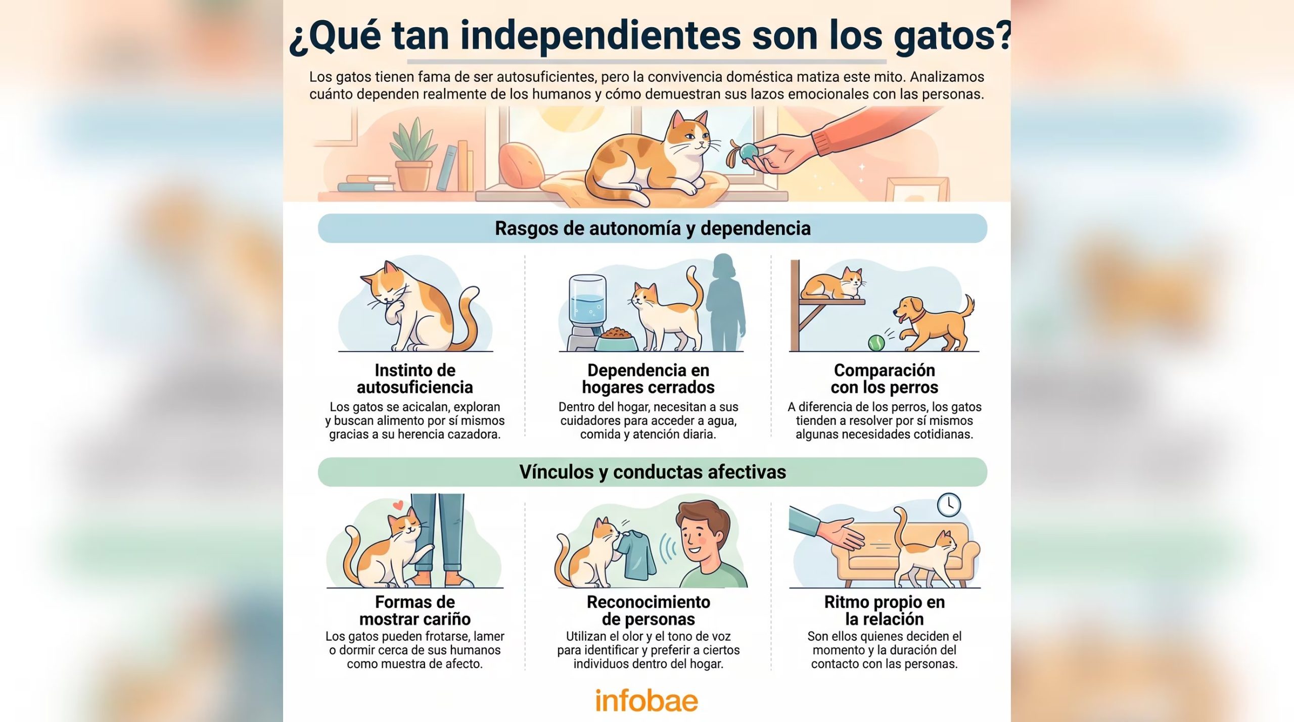 Una infografía de Infobae detalla los factores de autonomía, dependencia doméstica y expresiones de afecto en los gatos. (Imagen Ilustrativa Infobae)