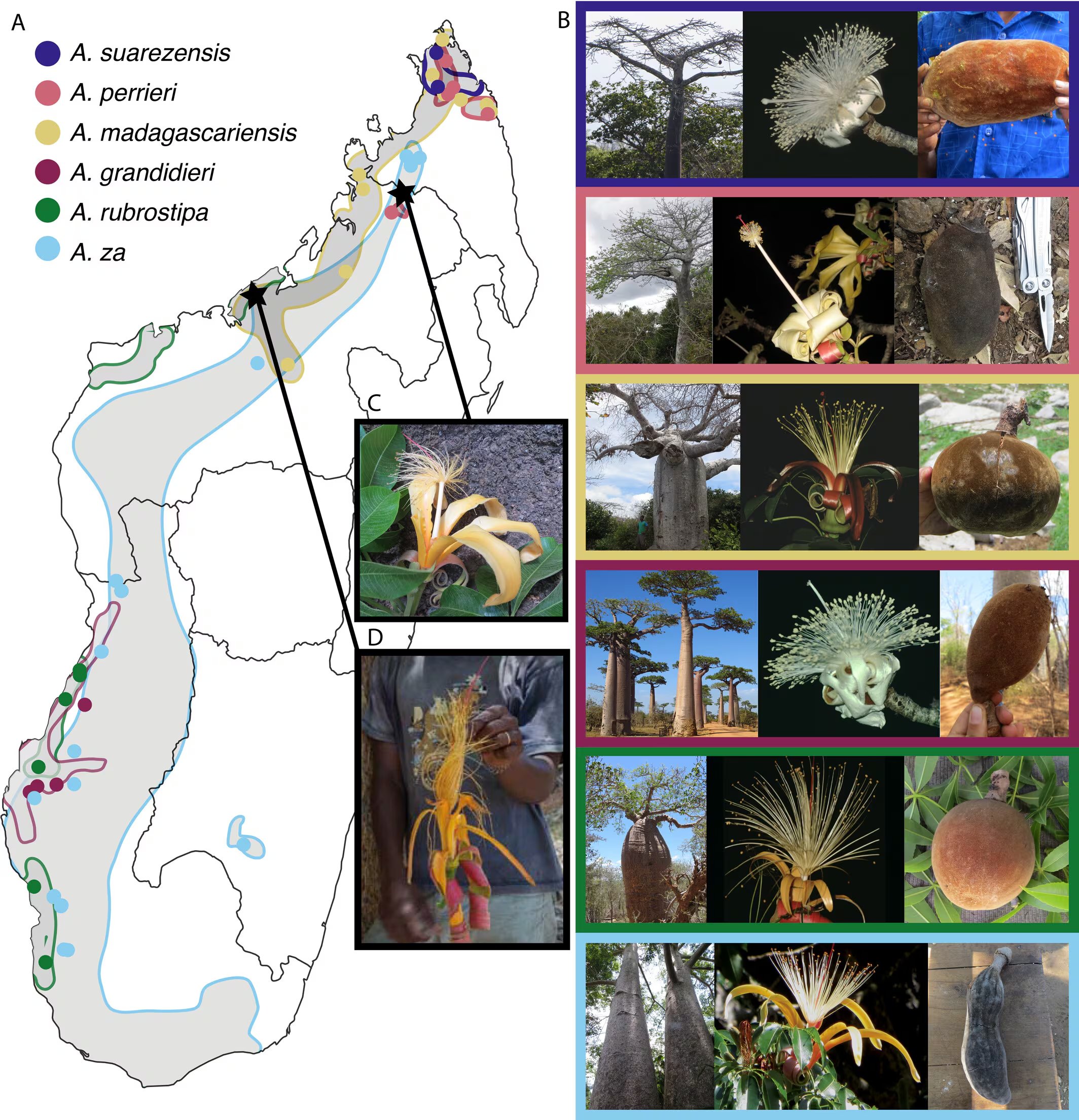 Un análisis genético en Madagascar identificó a Adansonia bozy como una nueva especie de baobab en peligro de extinción (Gentileza, estudio El análisis filogenómico de los baobabs de Madagascar revela poblaciones mixtas y respalda la resurrección de una especie descrita previamente, publicado en Taxon)