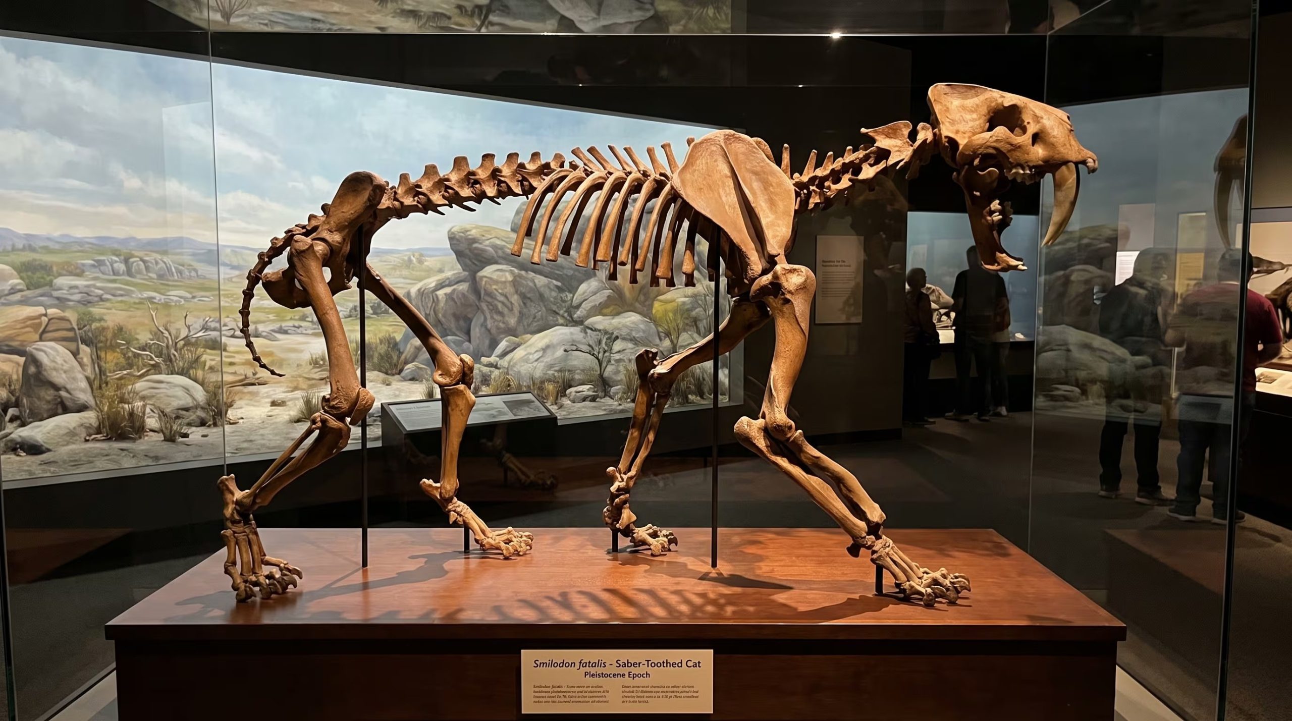 La investigación analizó 3.722 vértebras de al menos 849 tigres dientes de sable recuperadas en los pozos de alquitrán de Los Ángeles (Imagen Ilustrativa Infobae)