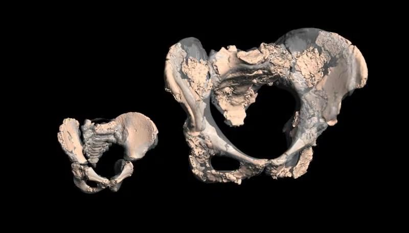 El estudio halló que los neandertales tenían una pelvis más ancha, pero áreas vinculadas al nacimiento similares a las de las mujeres actuales, con un mecanismo de parto comparable (Créditos: Marcia Ponce de León and Christoph Zollikofer)