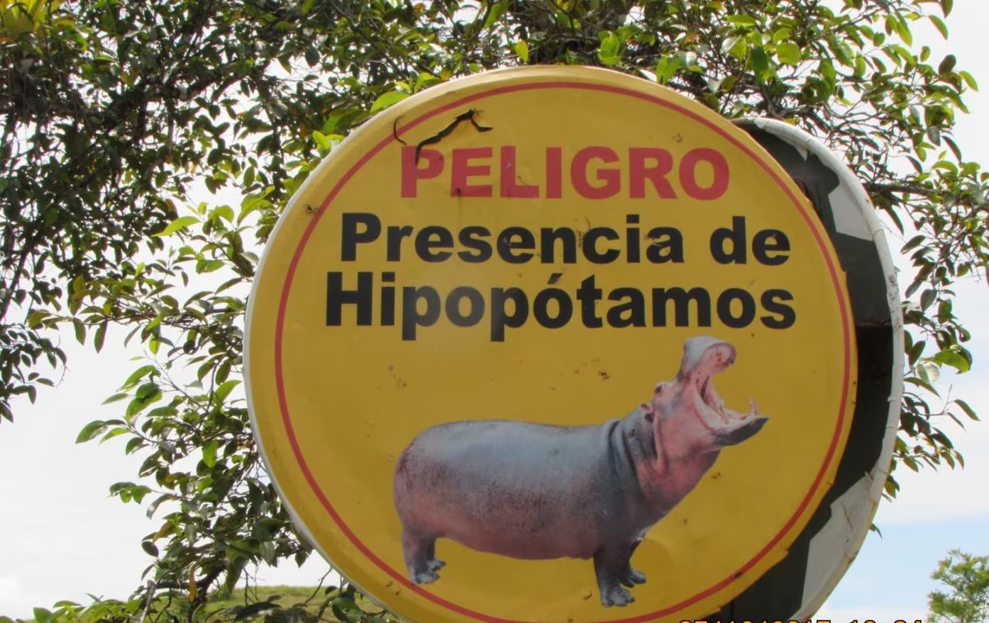El debate sobre el manejo de los hipopótamos continúa en el Magdalena Medio ante el crecimiento de la población de esta especie invasora -crédito Europa Press
